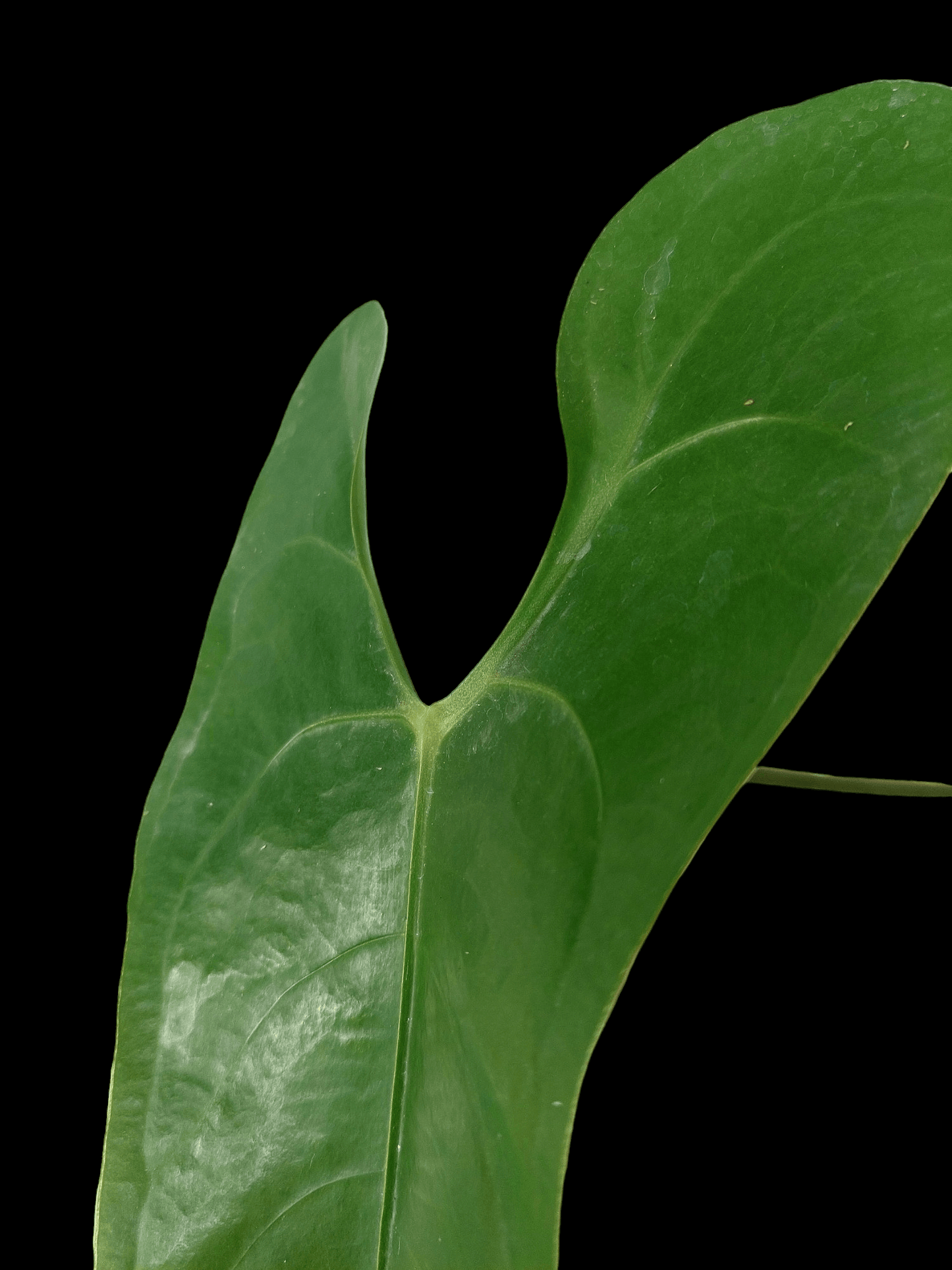 Anthurium sp. 'Shapaja' Narrow form (EXACT PLANT)