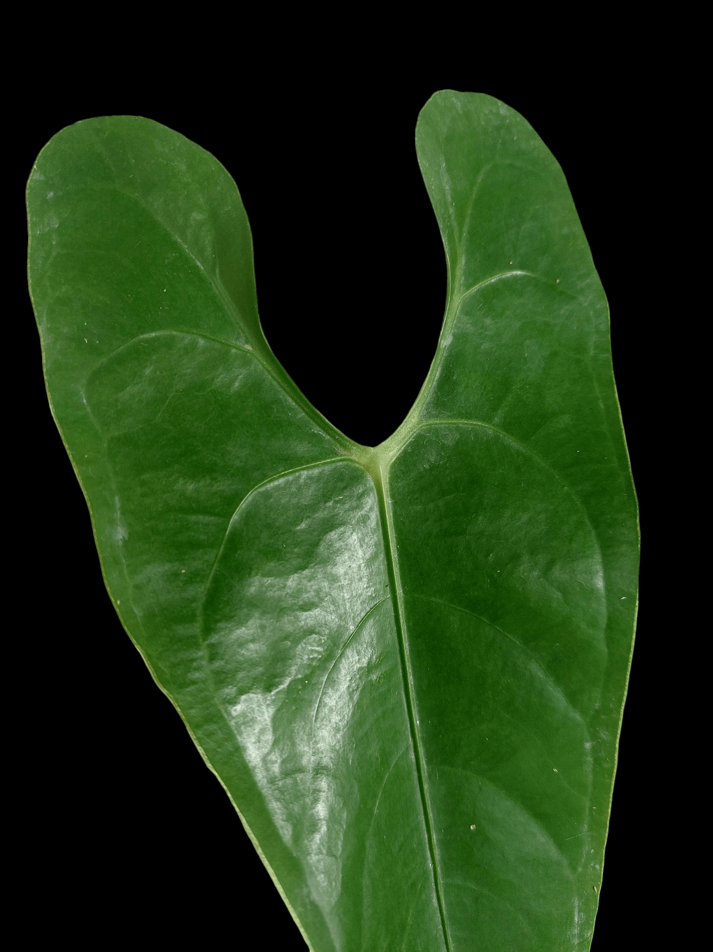 Anthurium sp. 'Shapaja' Narrow form (EXACT PLANT)