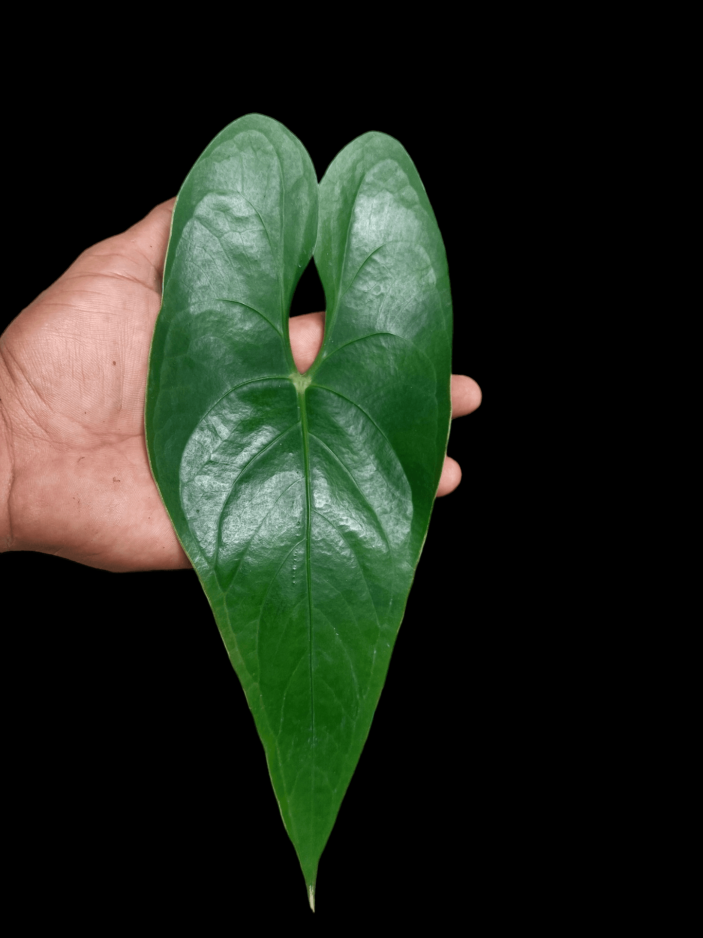 Anthurium sp. 'Shapaja' Narrow form (EXACT PLANT)