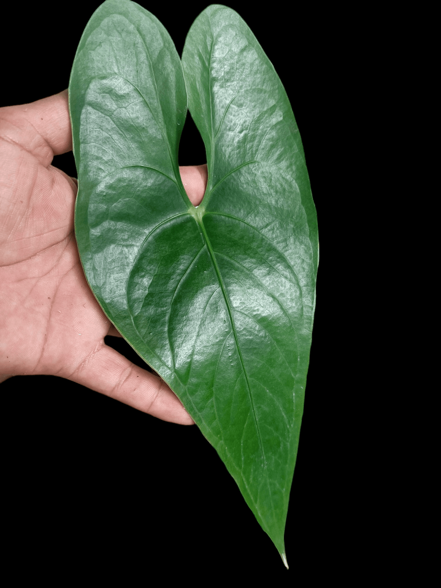 Anthurium sp. 'Shapaja' Narrow form (EXACT PLANT)