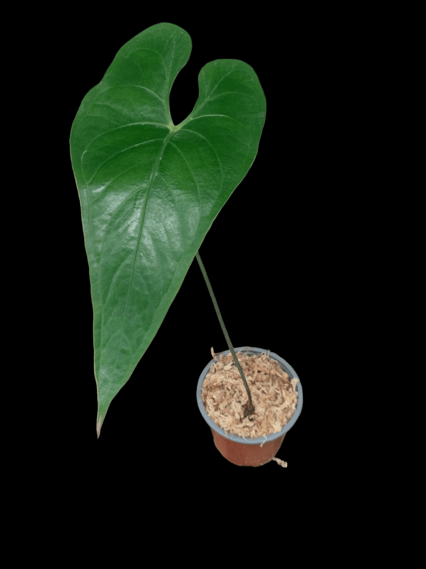 Anthurium sp. 'Shapaja' Narrow form (EXACT PLANT)