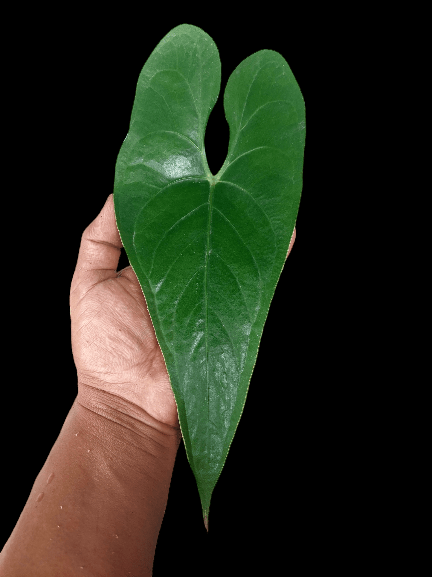 Anthurium sp. 'Shapaja' Narrow form (EXACT PLANT)