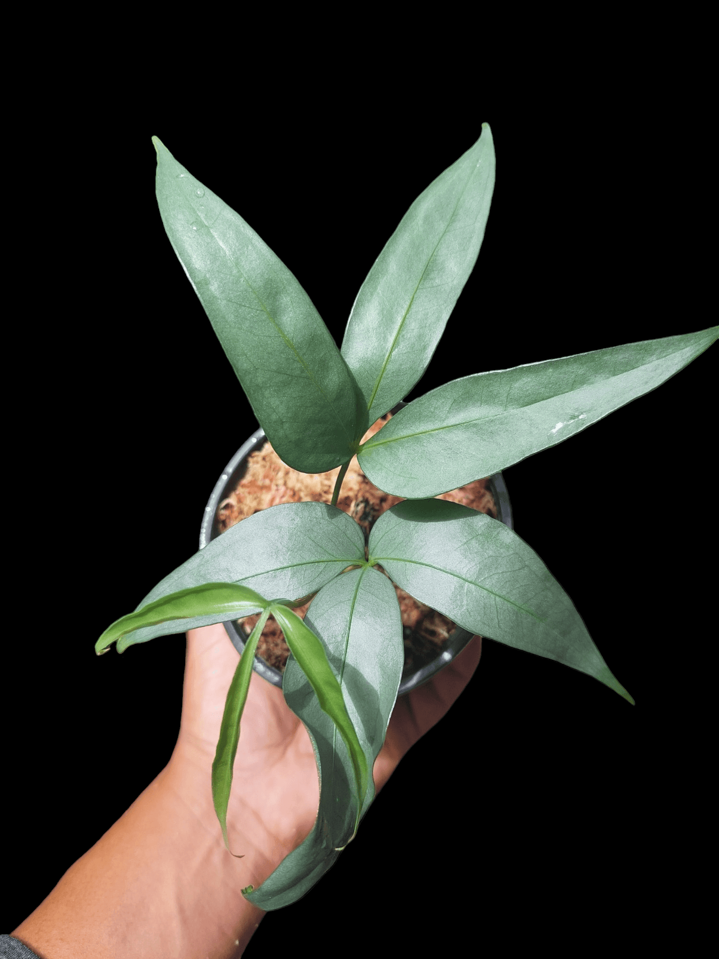 Anthurium sp. "Silver Fingers" Small Zise (EXACT PLANT)