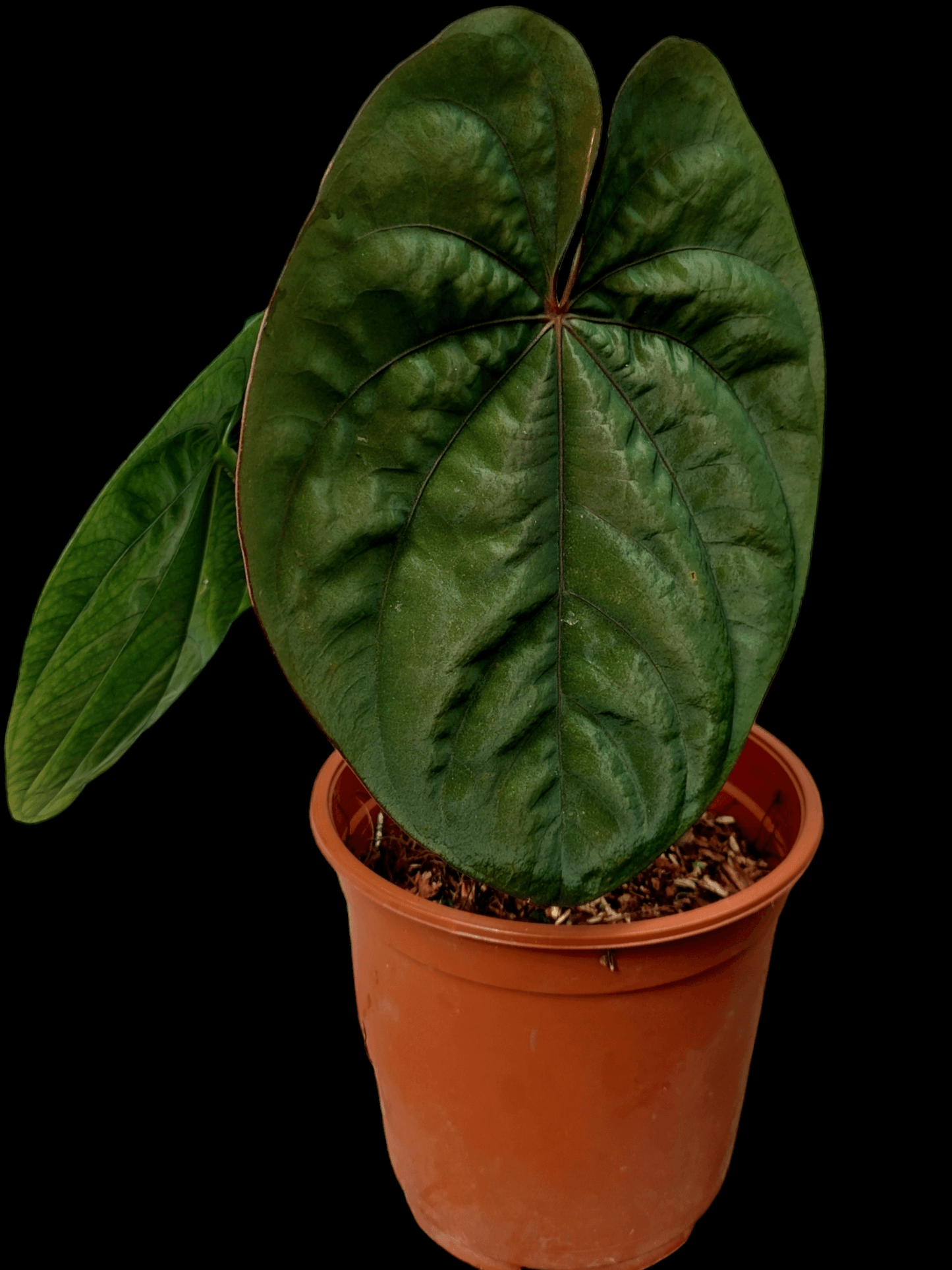 Anthurium Dressleri Eastern Panama Pure Specie Size L (EXACT PLANT)