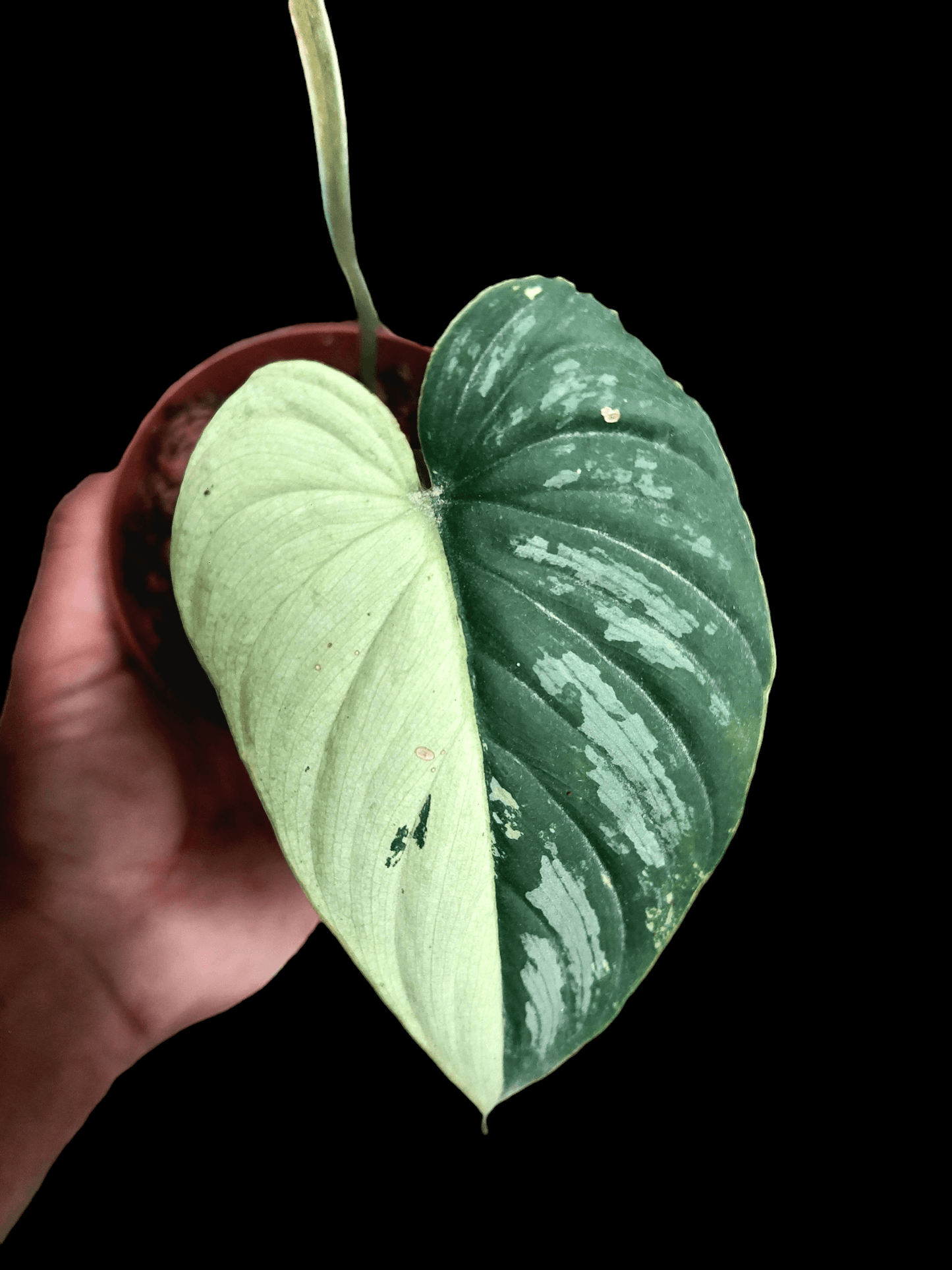 Philodendron Mamei Albo Variegated (EXACT PLANT)