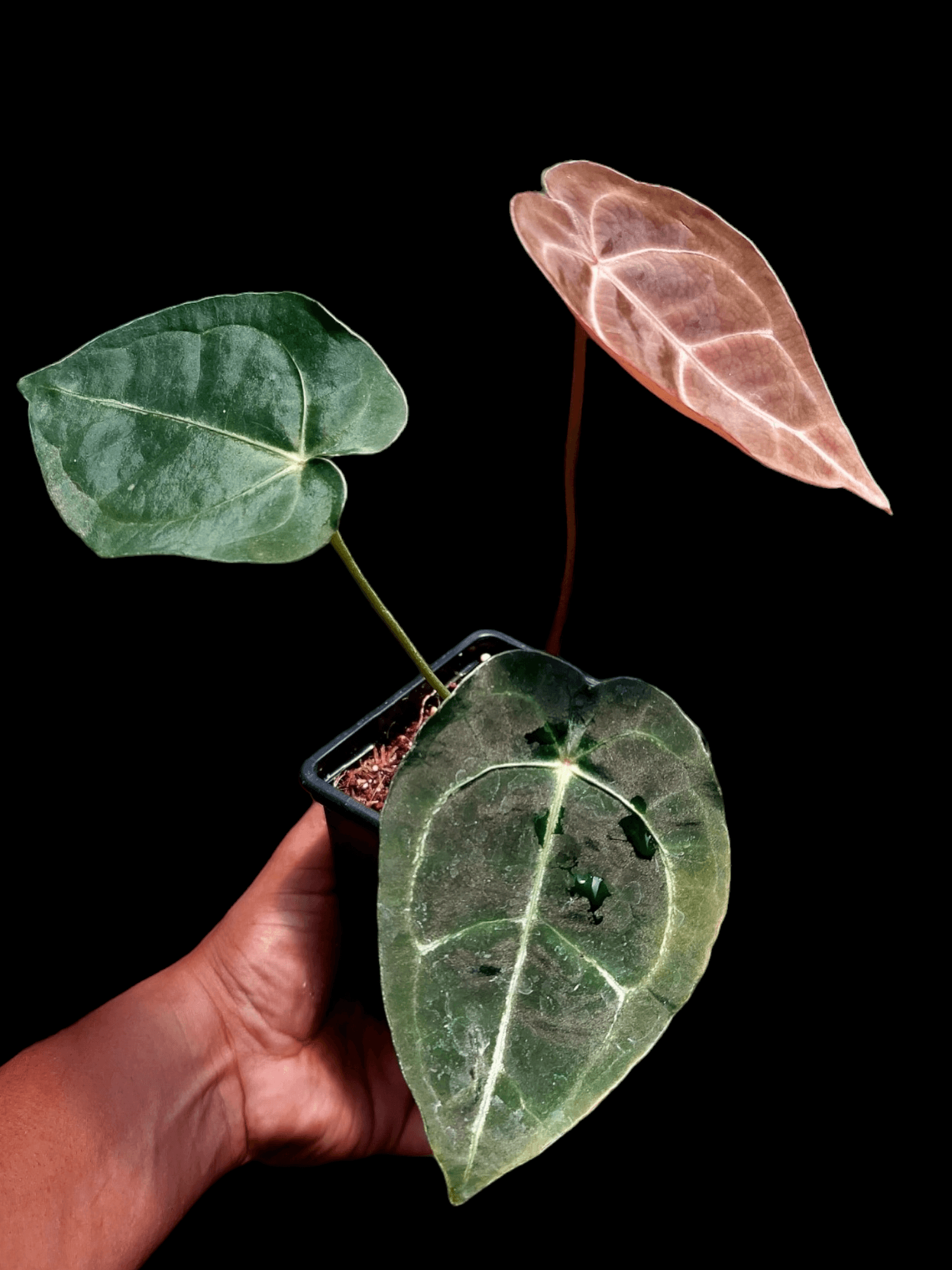 anthurium regale buy Anthurium Regale x Forgetii – Amazon Plants Peru