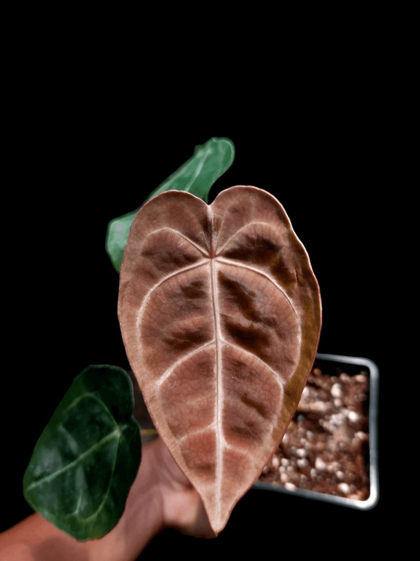 Anthurium Regale x Forgetii