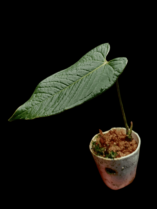 Anthurium boosii (EXACT PLANT)