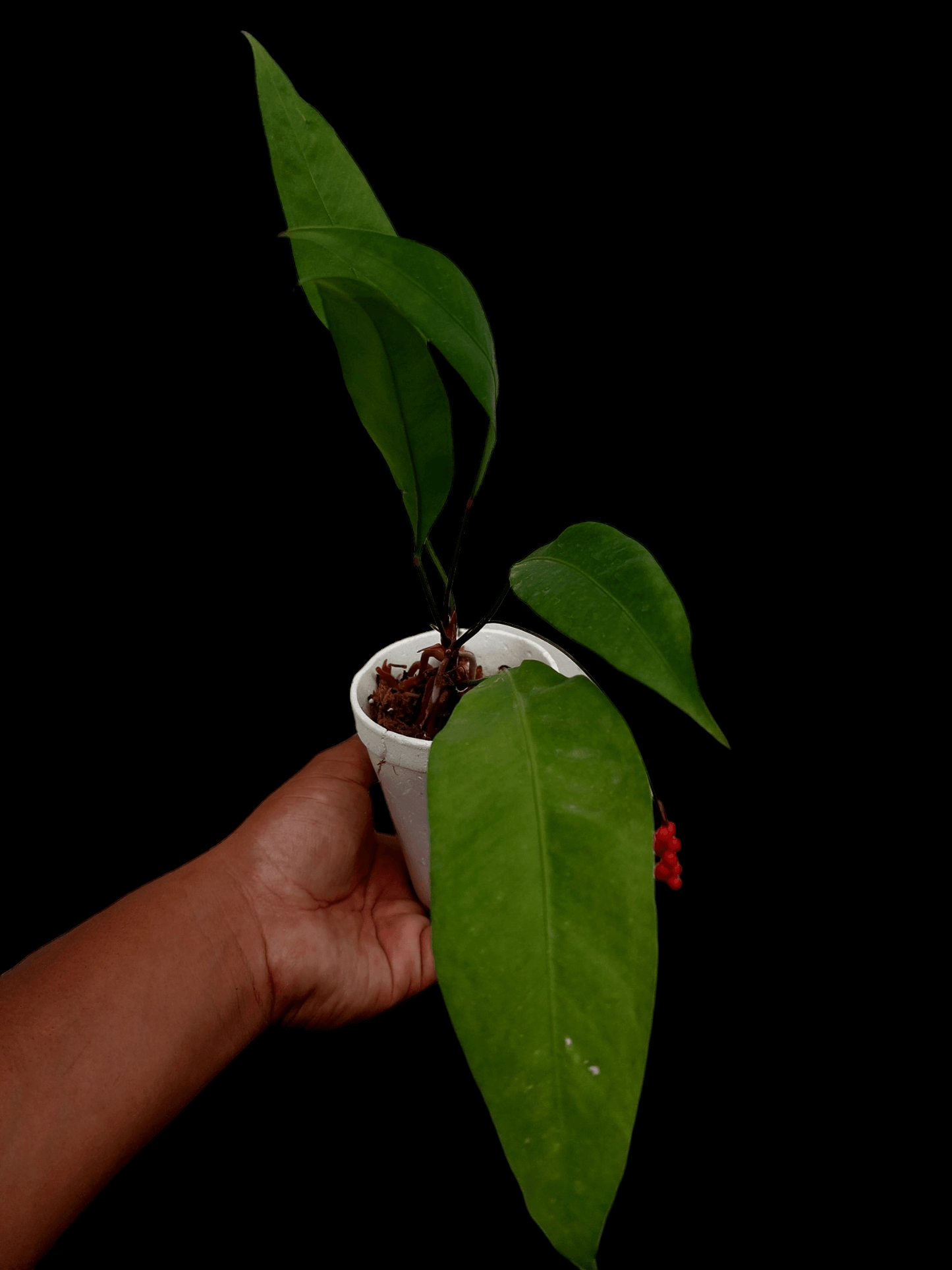 Anthurium Gracilis "Red Pearls" (EXACT PLANT)