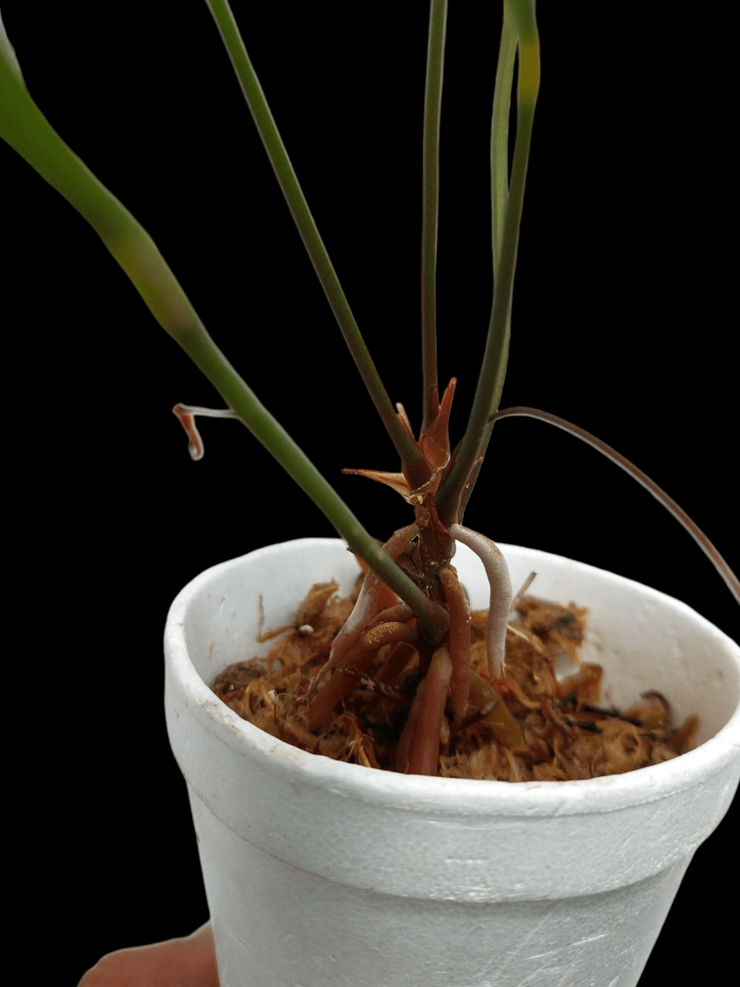 Anthurium Gracilis "Red Pearls" (EXACT PLANT)