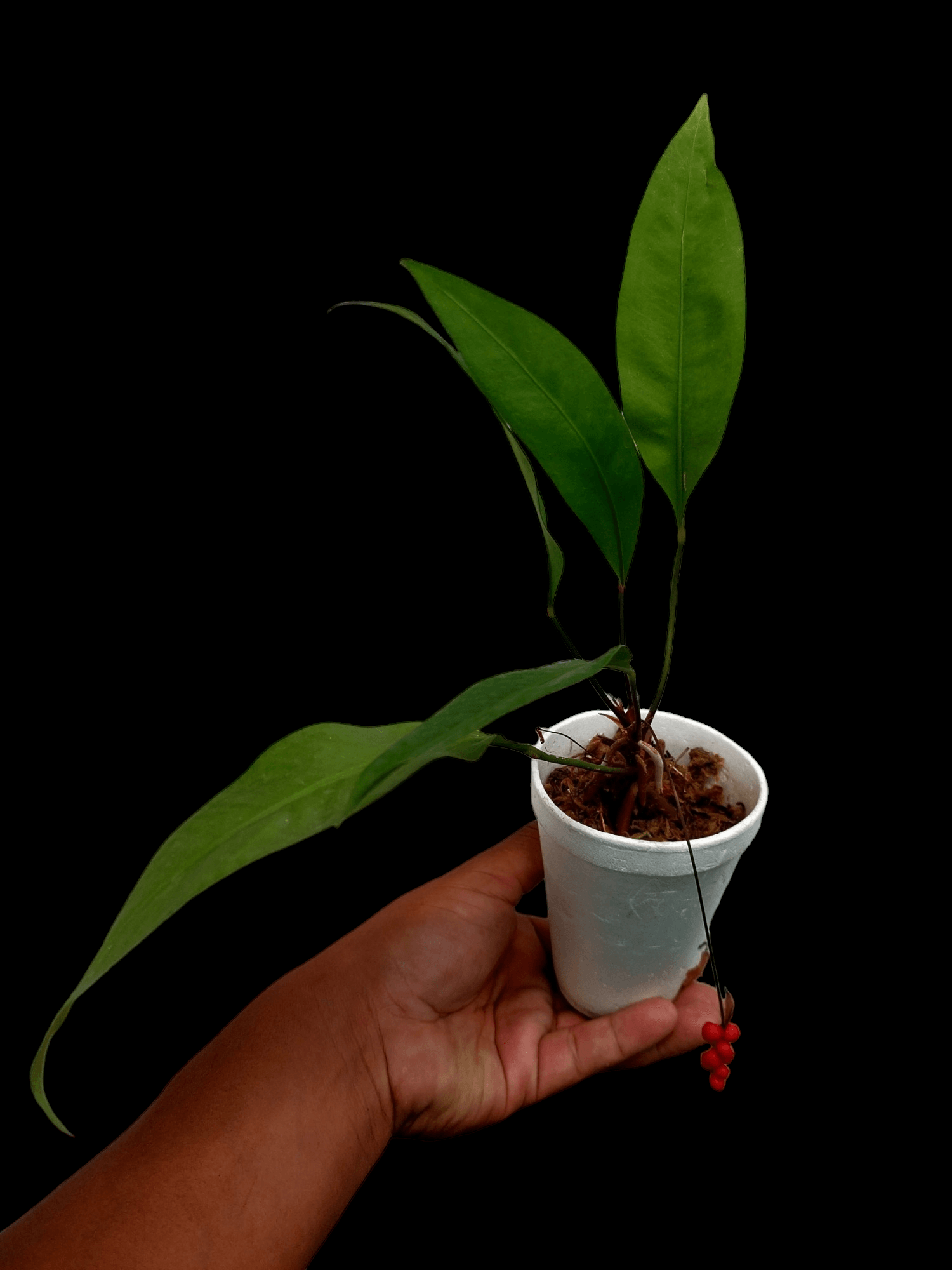 anthurium gracilis red pearls Anthurium Gracilis "Red Pearls" (EXACT PLANT)