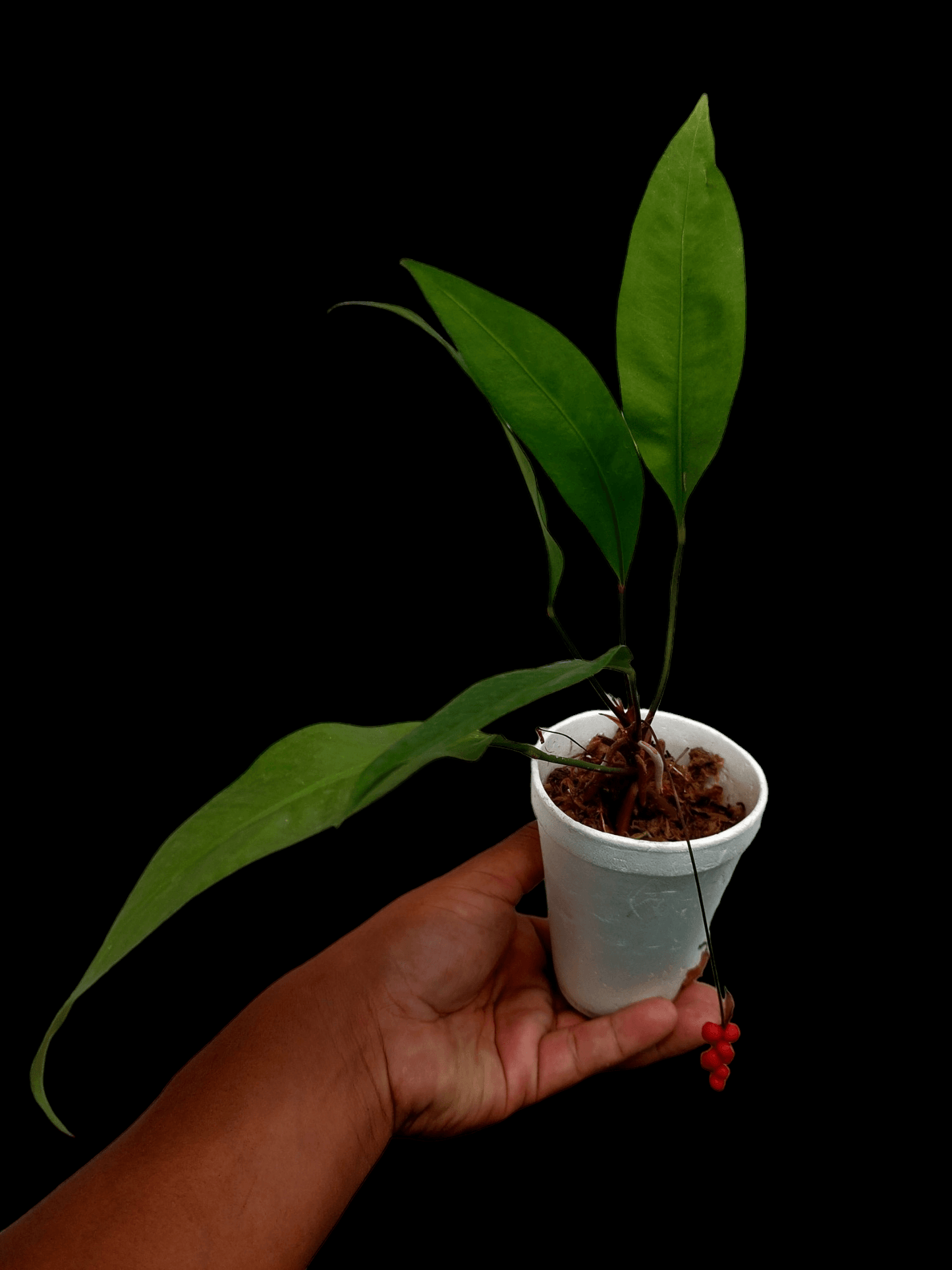 Anthurium Gracilis "Red Pearls" (EXACT PLANT)