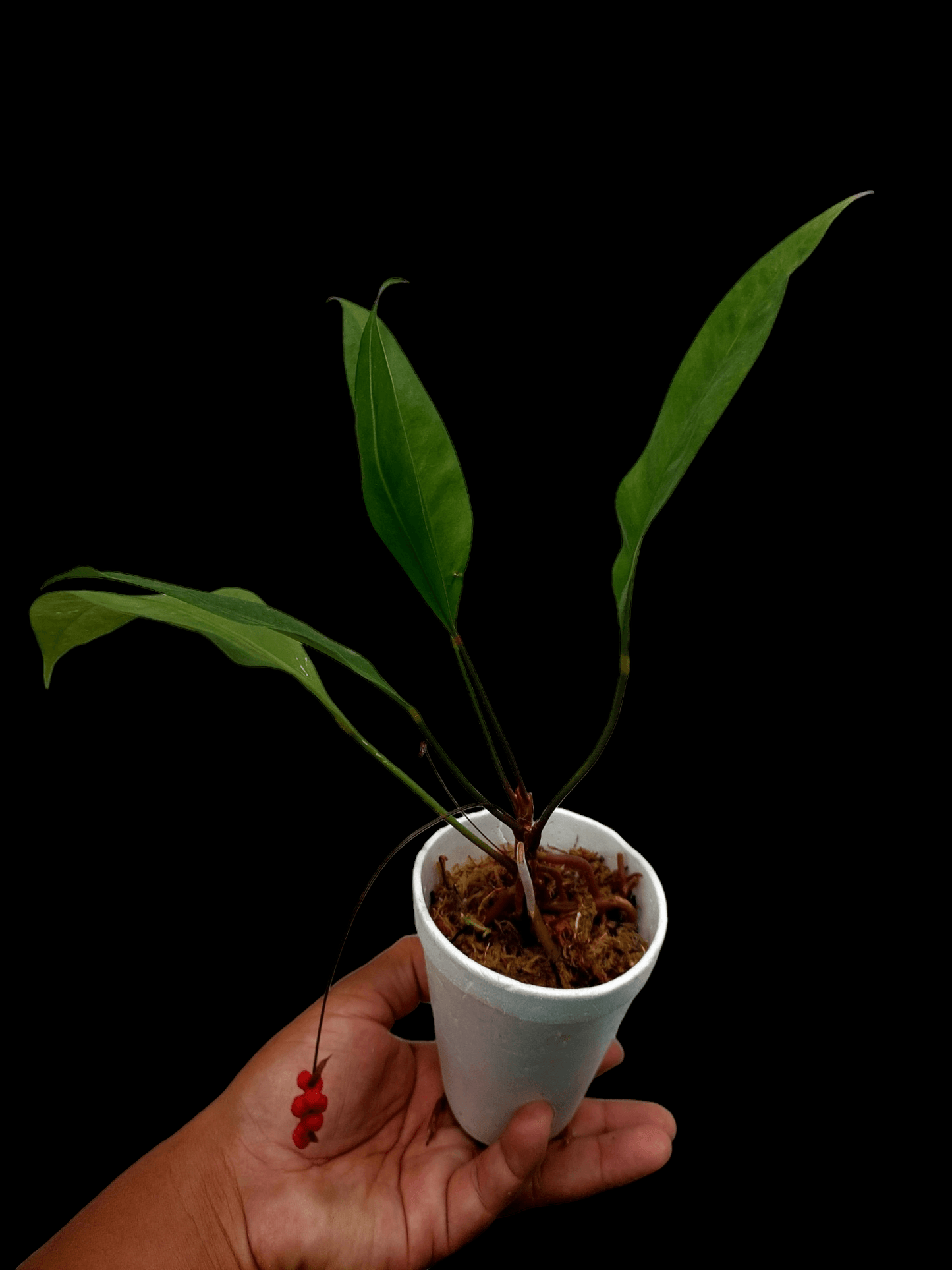 Anthurium Gracilis "Red Pearls" (EXACT PLANT)