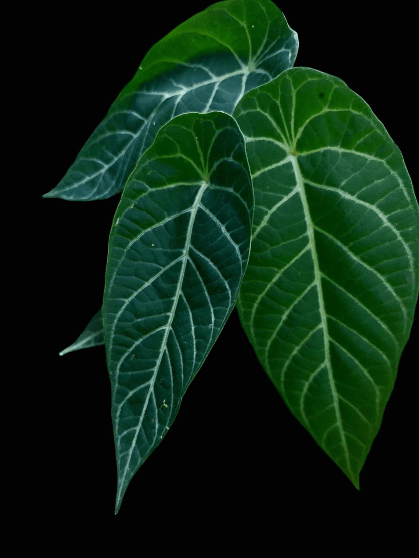 Piper Albert-Smithii Peru Ecotype (EXACT PLANT)