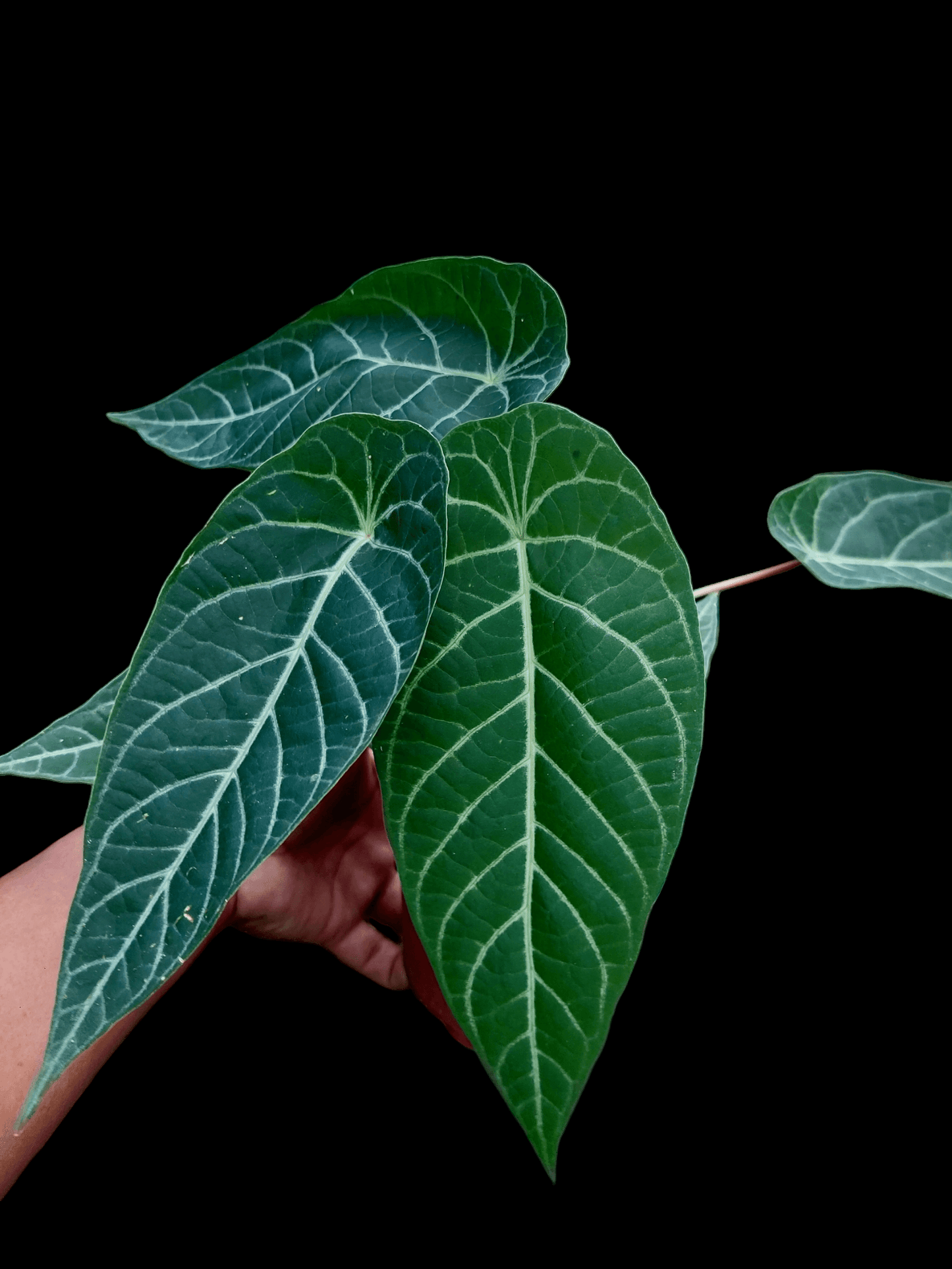 Piper Albert-Smithii Peru Ecotype (EXACT PLANT)