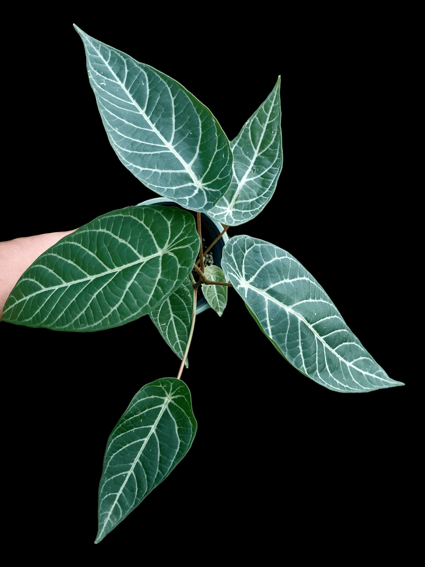Piper Albert-Smithii Peru Ecotype (EXACT PLANT)