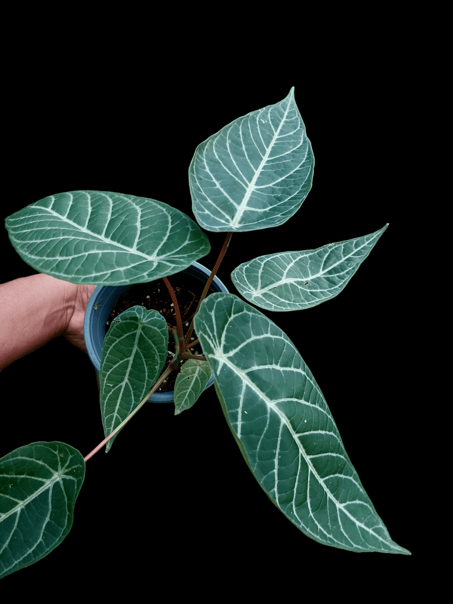 Piper Albert-Smithii Peru Ecotype (EXACT PLANT)