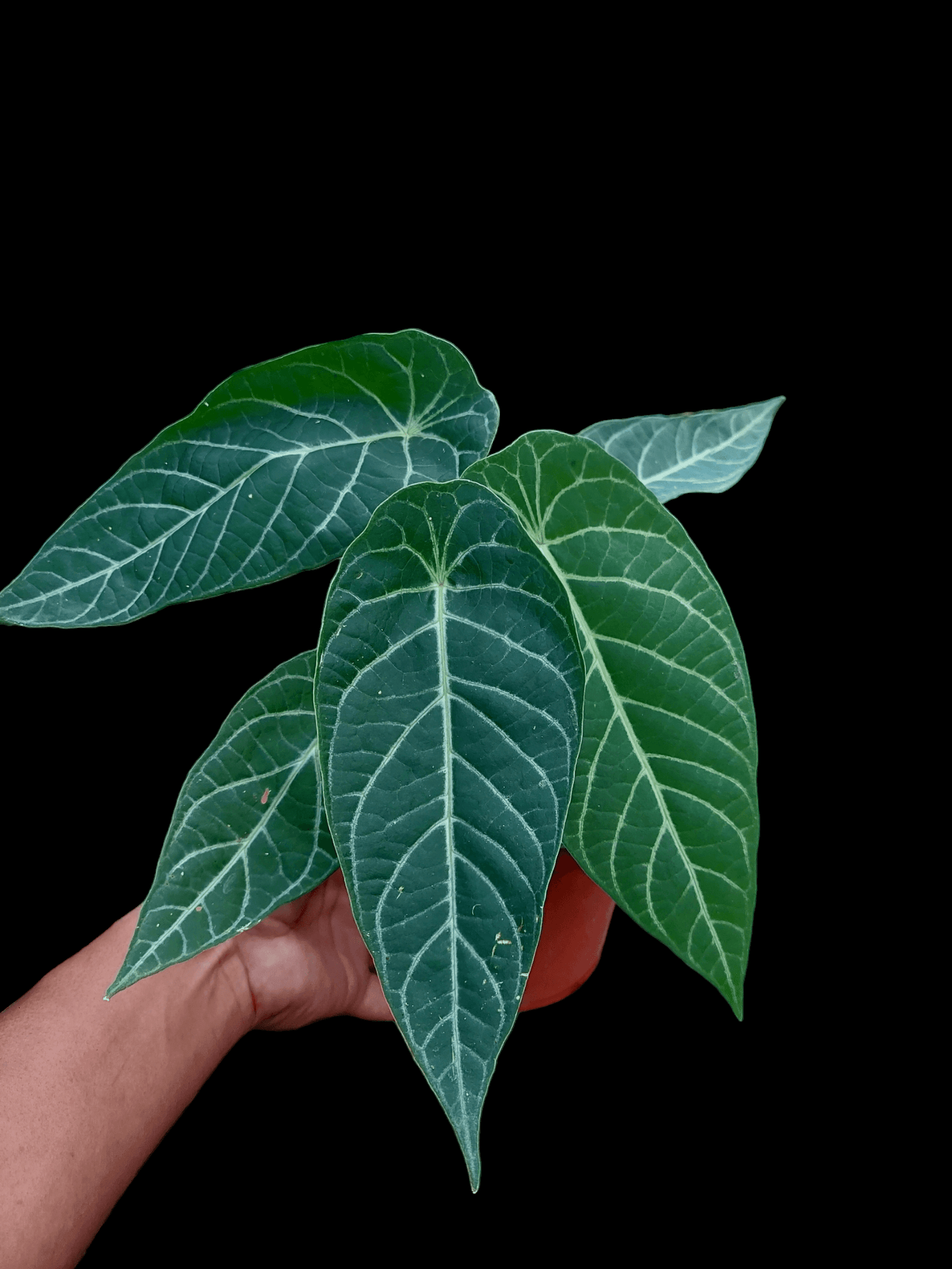 Piper Albert-Smithii Peru Ecotype (EXACT PLANT)