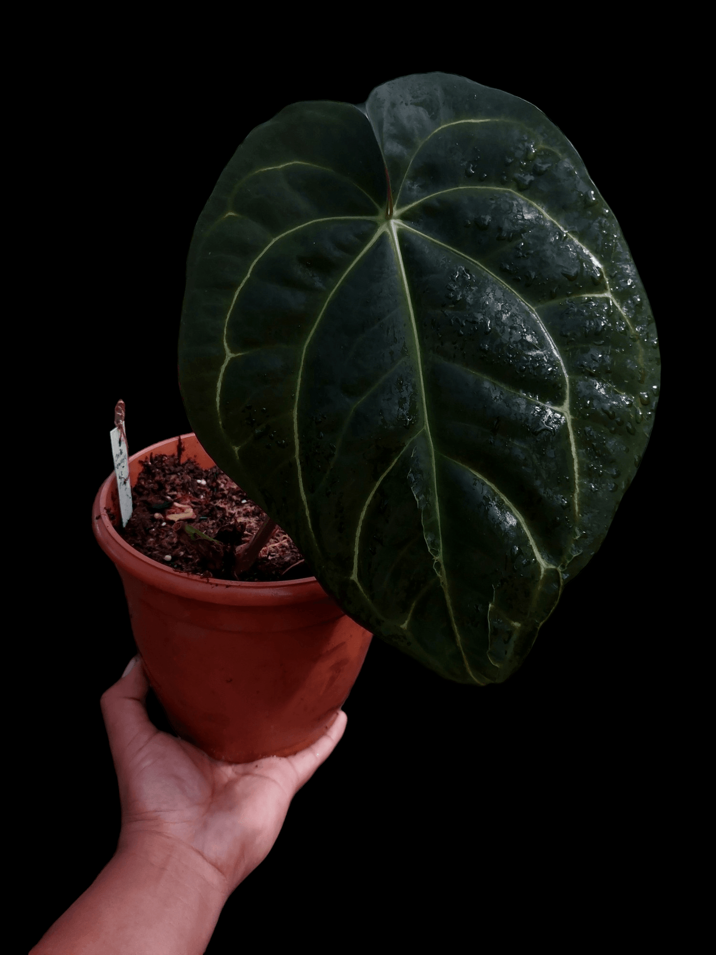 Anthurium Carlablackiae Pure Specie Big Plant (EXACT PLANT)