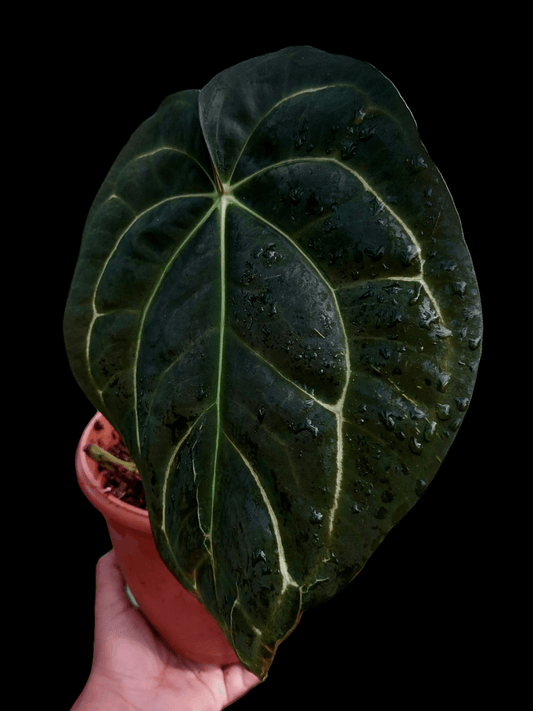 Anthurium Carlablackiae Pure Specie Big Plant (EXACT PLANT)