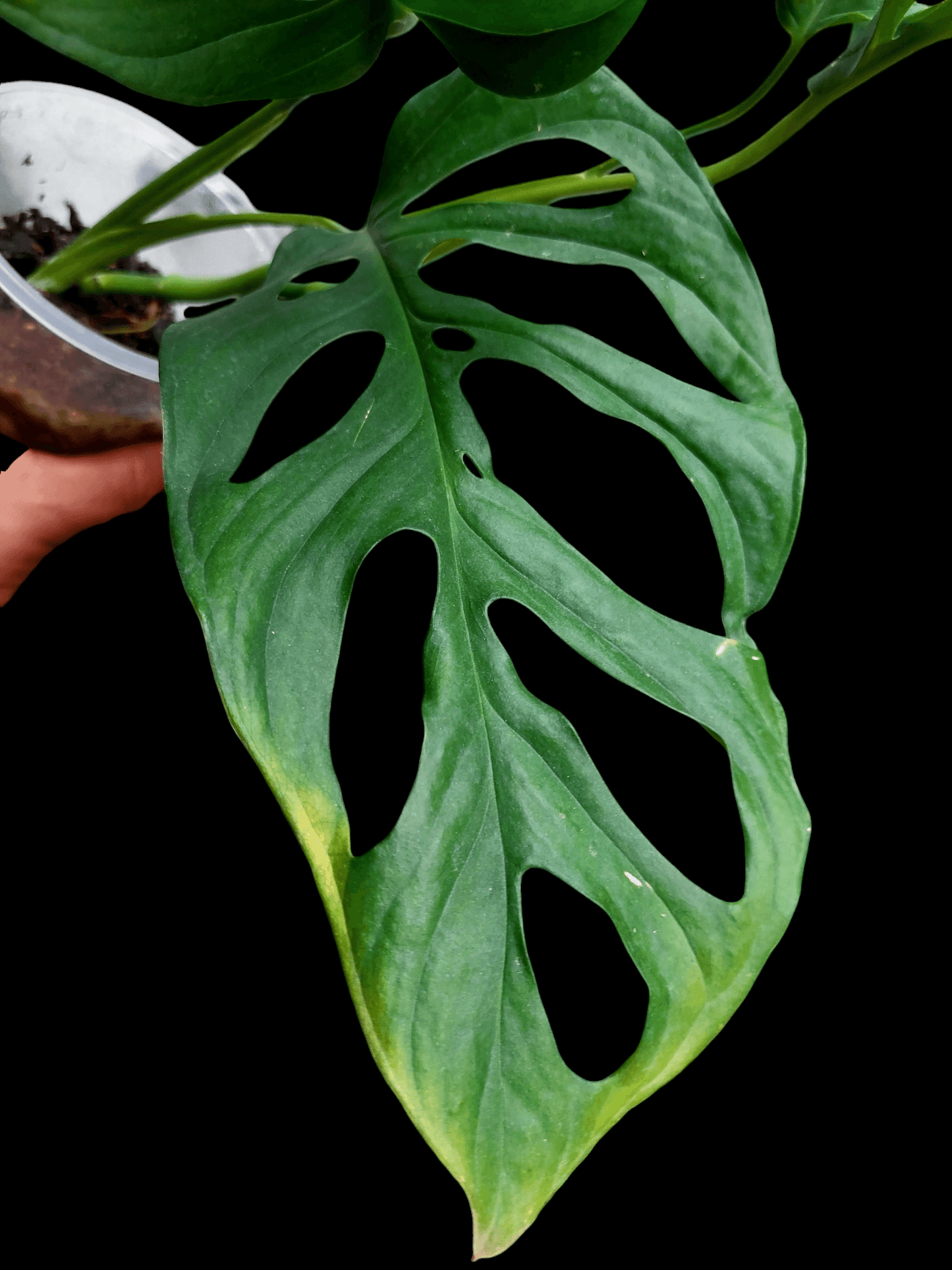 Monstera sp. 'Tarapoto' (EXACT PLANT)