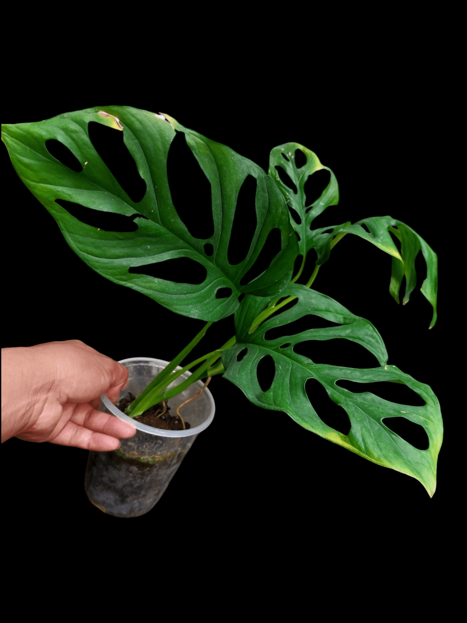 amazon monstera plant Monstera sp. 'Tarapoto' (EXACT PLANT)