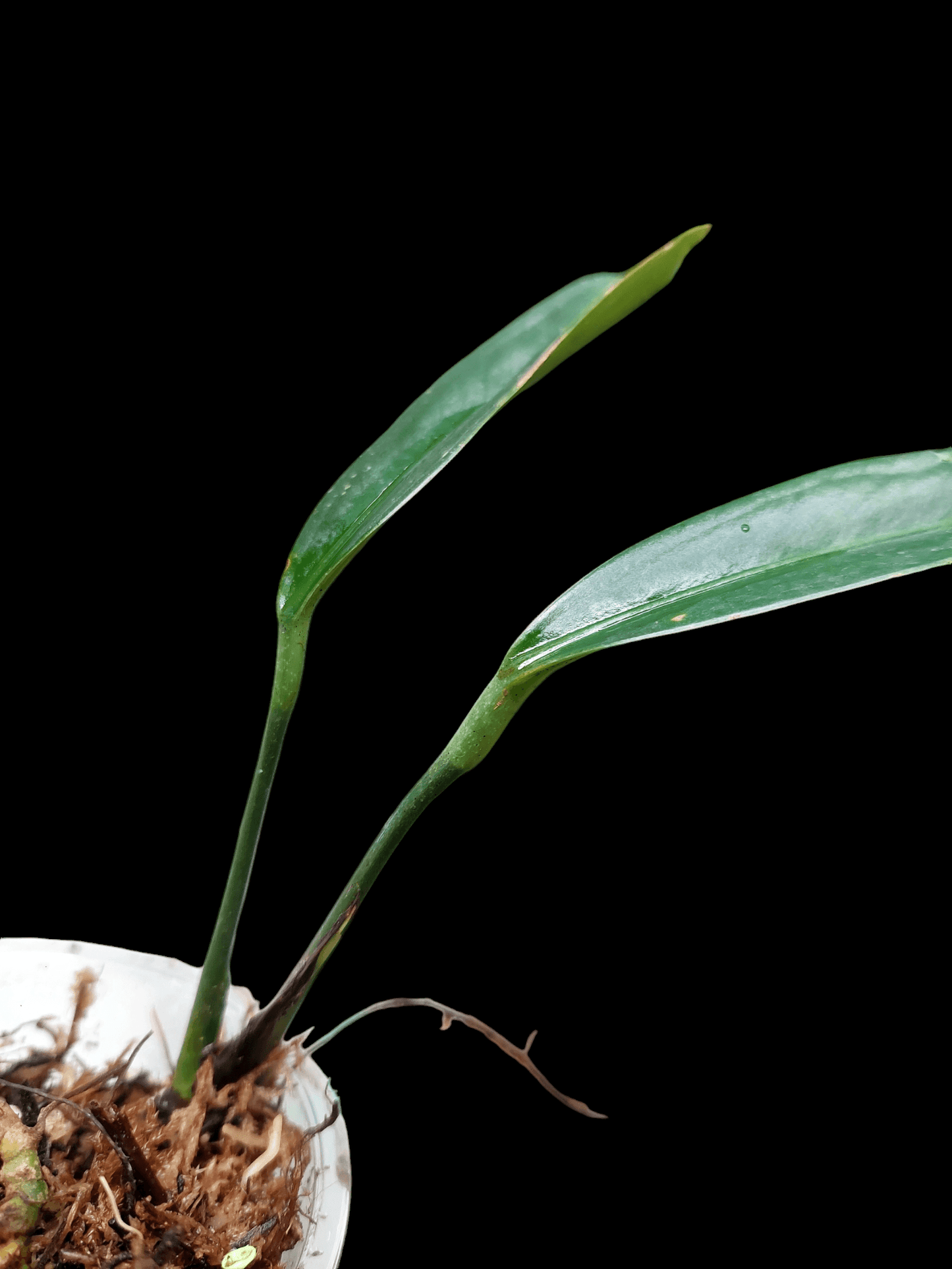 Anthurium Ceronii Wild Ecotype Large Plant (EXACT PLANT)