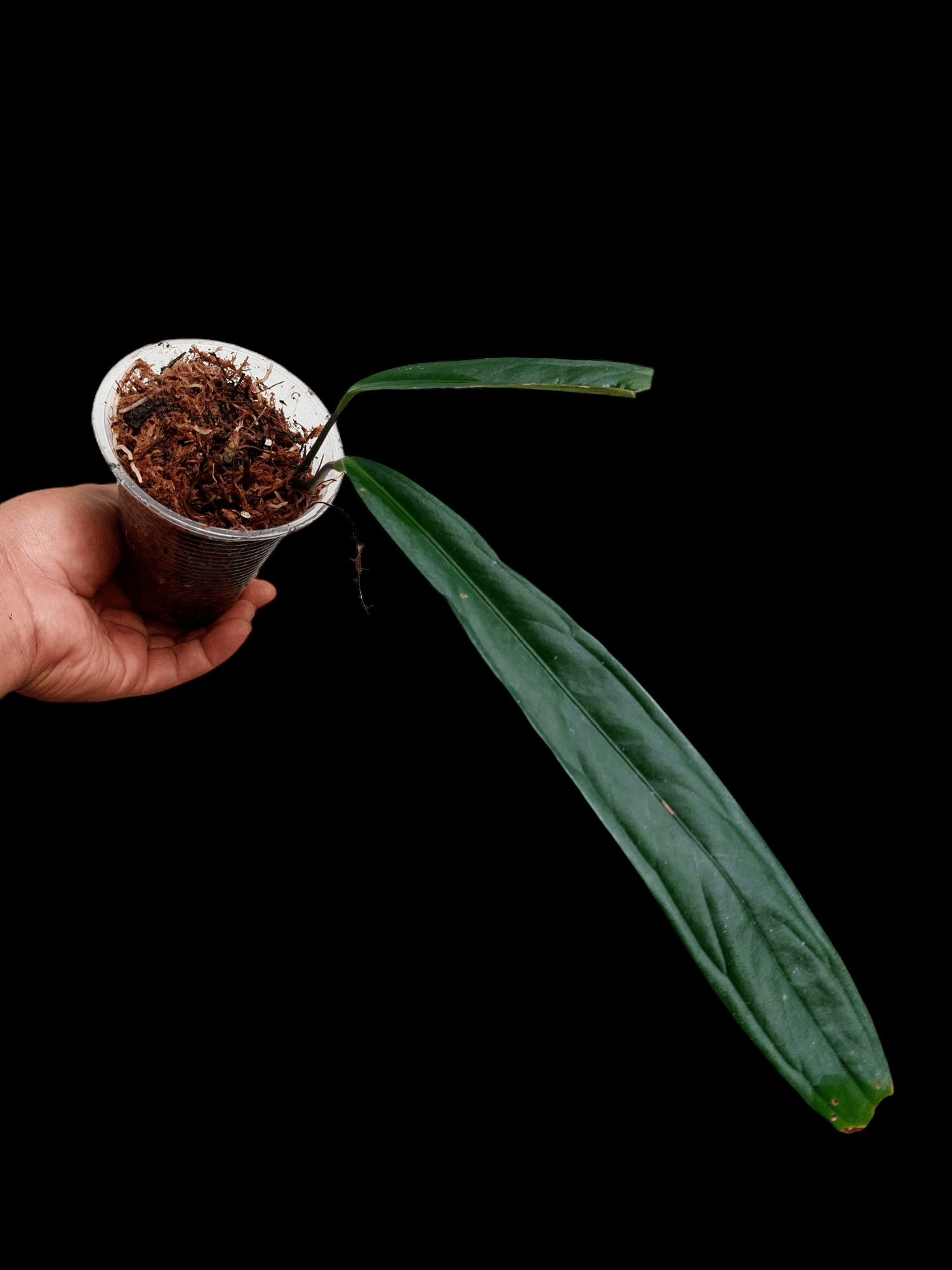 anthurium ceronii Anthurium Ceronii Wild Ecotype Large Plant (EXACT PLANT)