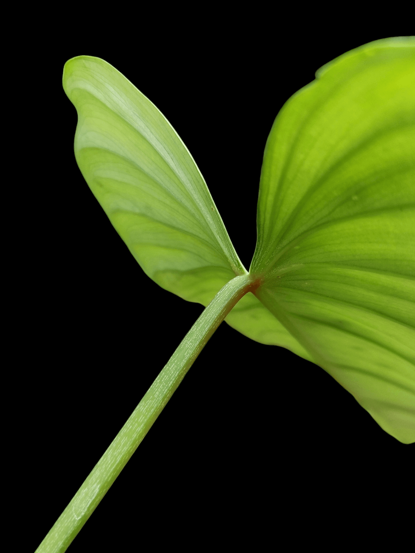 Philodendron sp. 'Tarapoto Silver' BIG PLANT (EXACT PLANT)