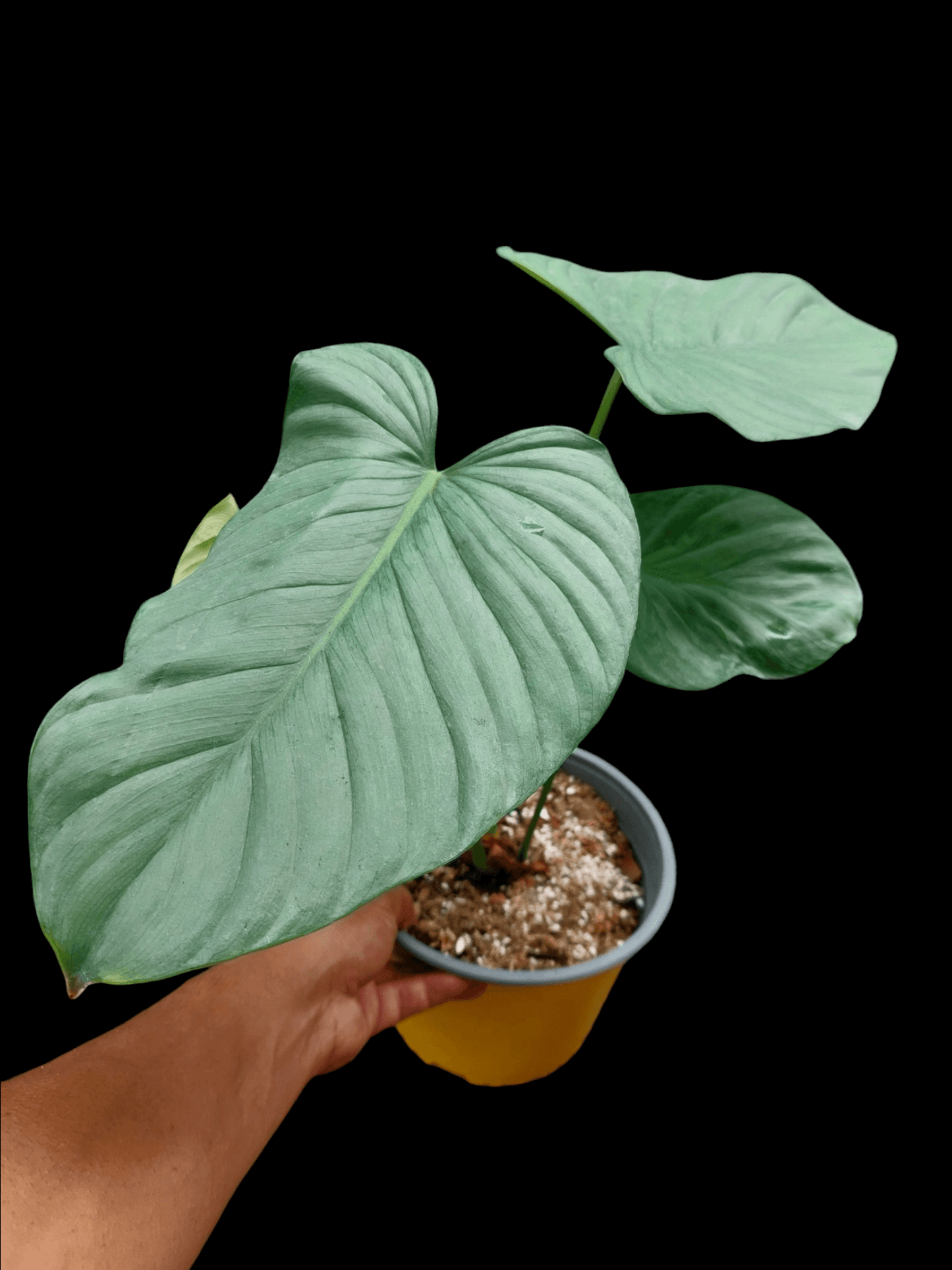 Philodendron sp. 'Tarapoto Silver' BIG PLANT (EXACT PLANT)