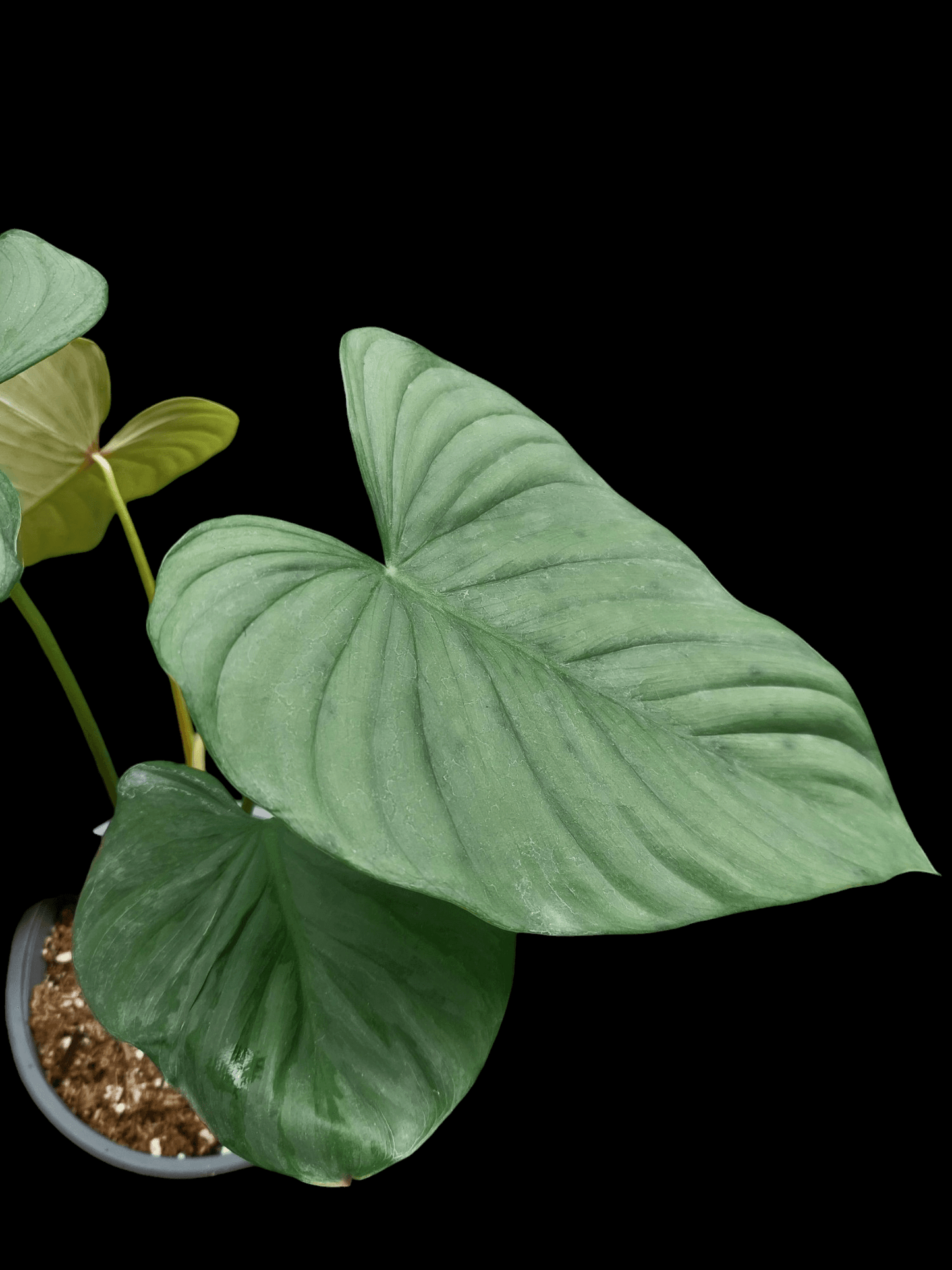 Philodendron sp. 'Tarapoto Silver' BIG PLANT (EXACT PLANT)