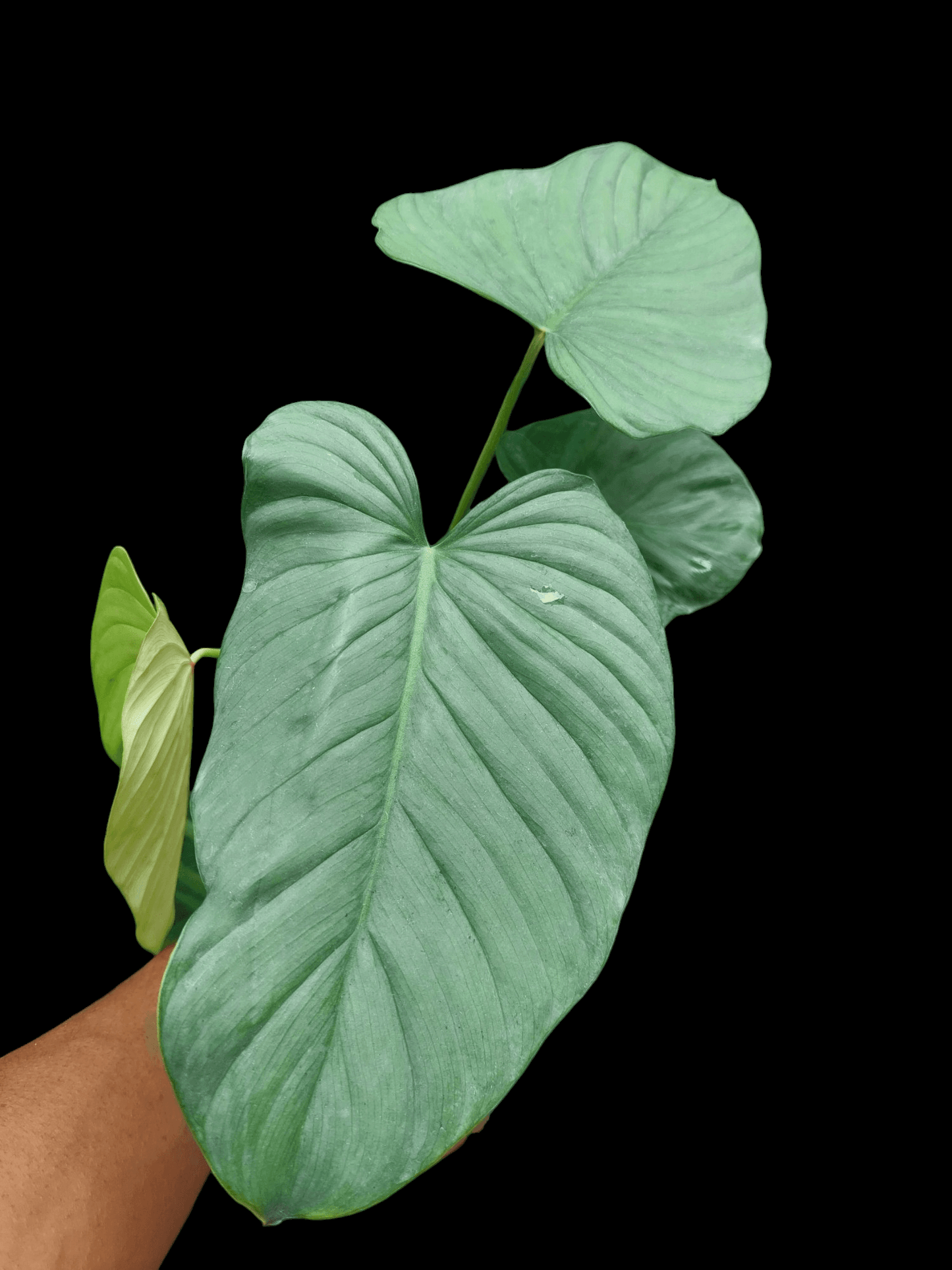 Philodendron sp. 'Tarapoto Silver' BIG PLANT (EXACT PLANT)