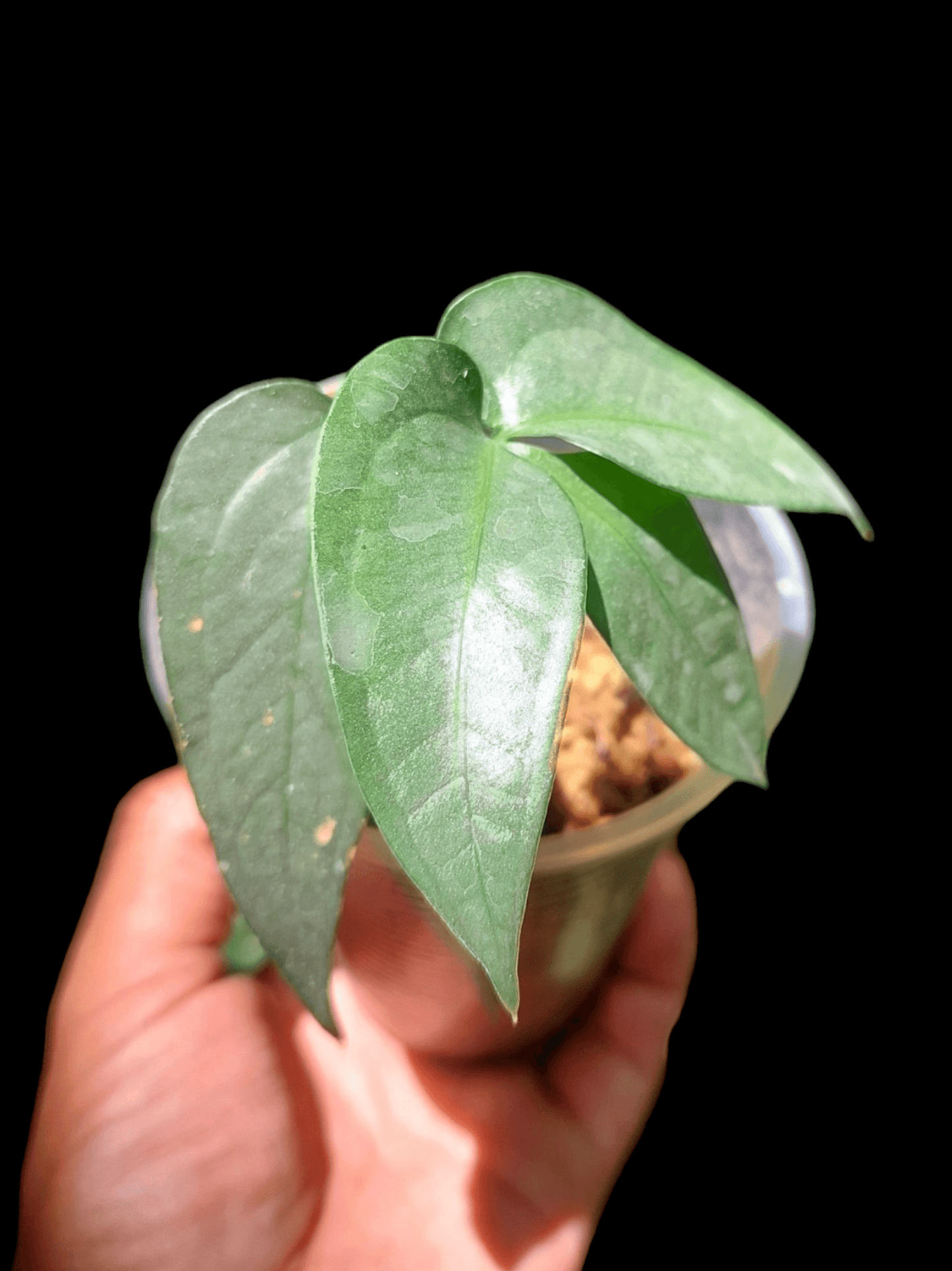 Anthurium sp. "Silver Fingers" Small Zise (EXACT PLANT)