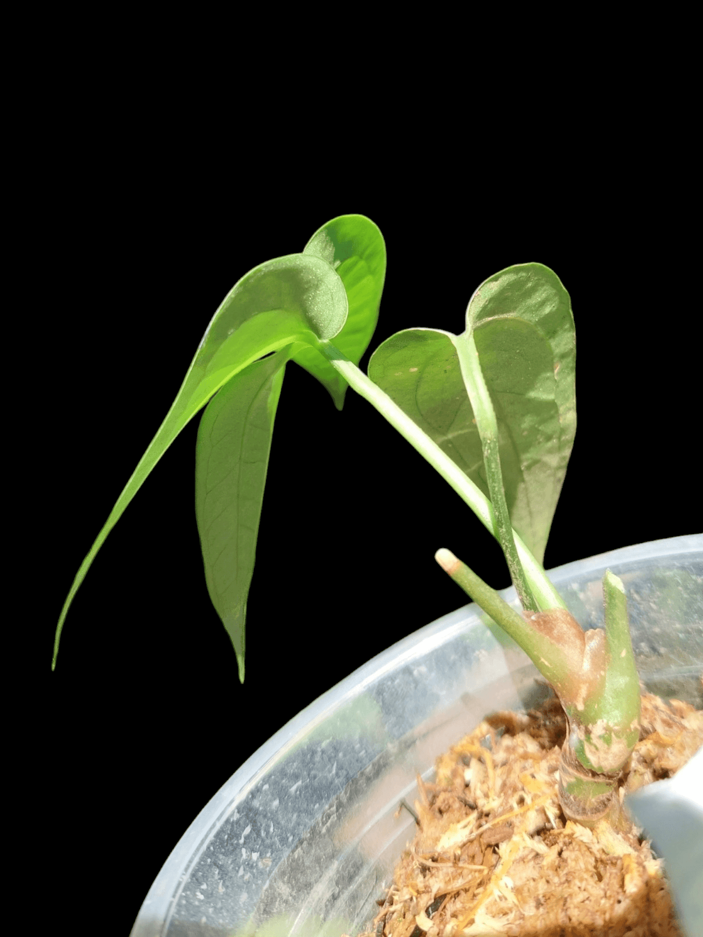 Anthurium sp. "Silver Fingers" Small Zise (EXACT PLANT)