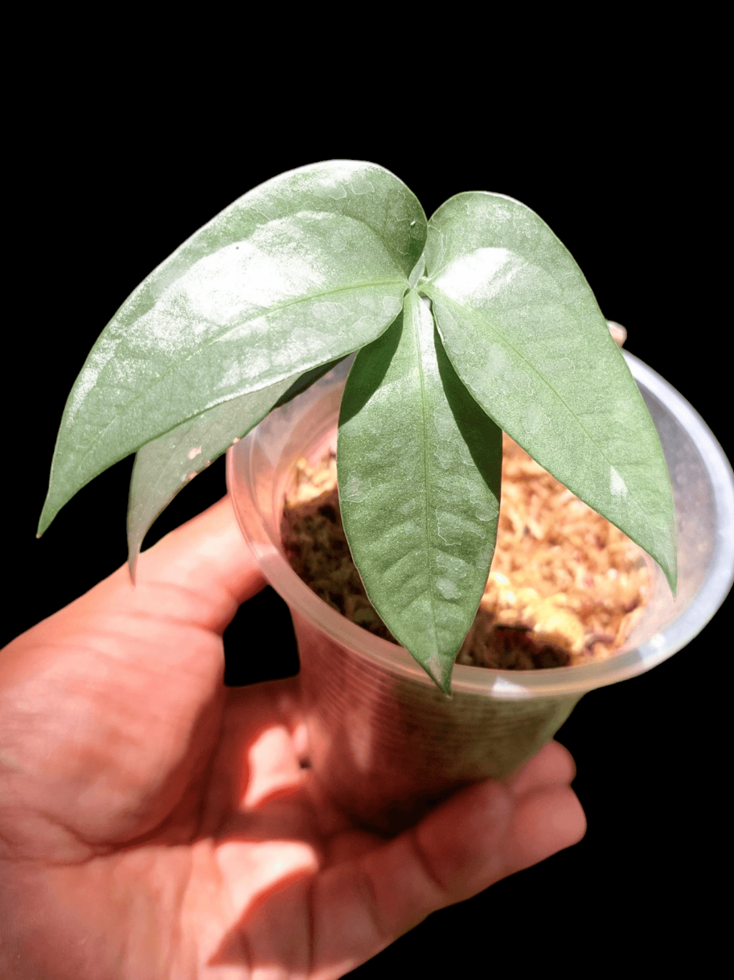 Anthurium sp. "Silver Fingers" Small Zise (EXACT PLANT)