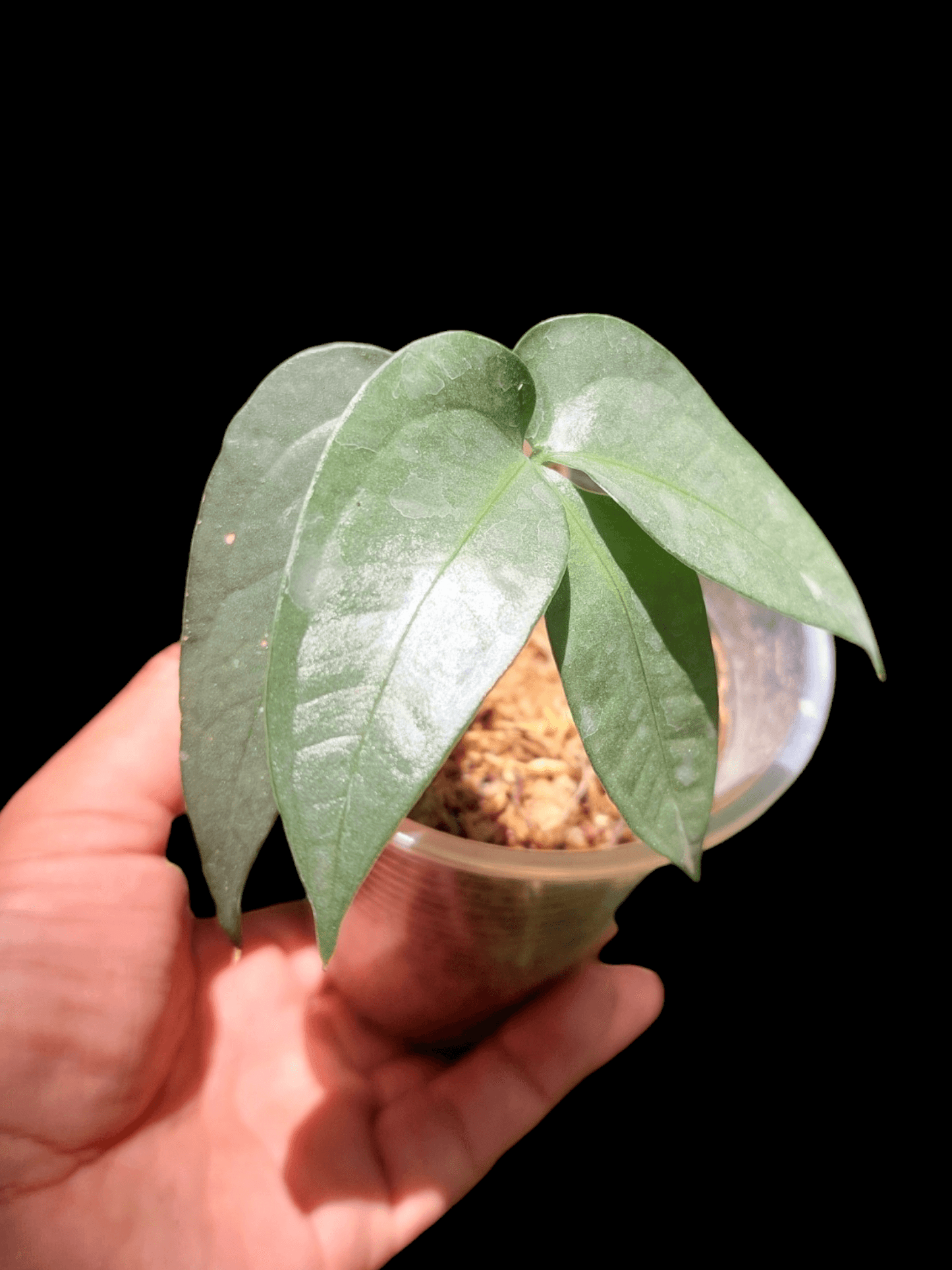 Anthurium sp. "Silver Fingers" Small Zise (EXACT PLANT)