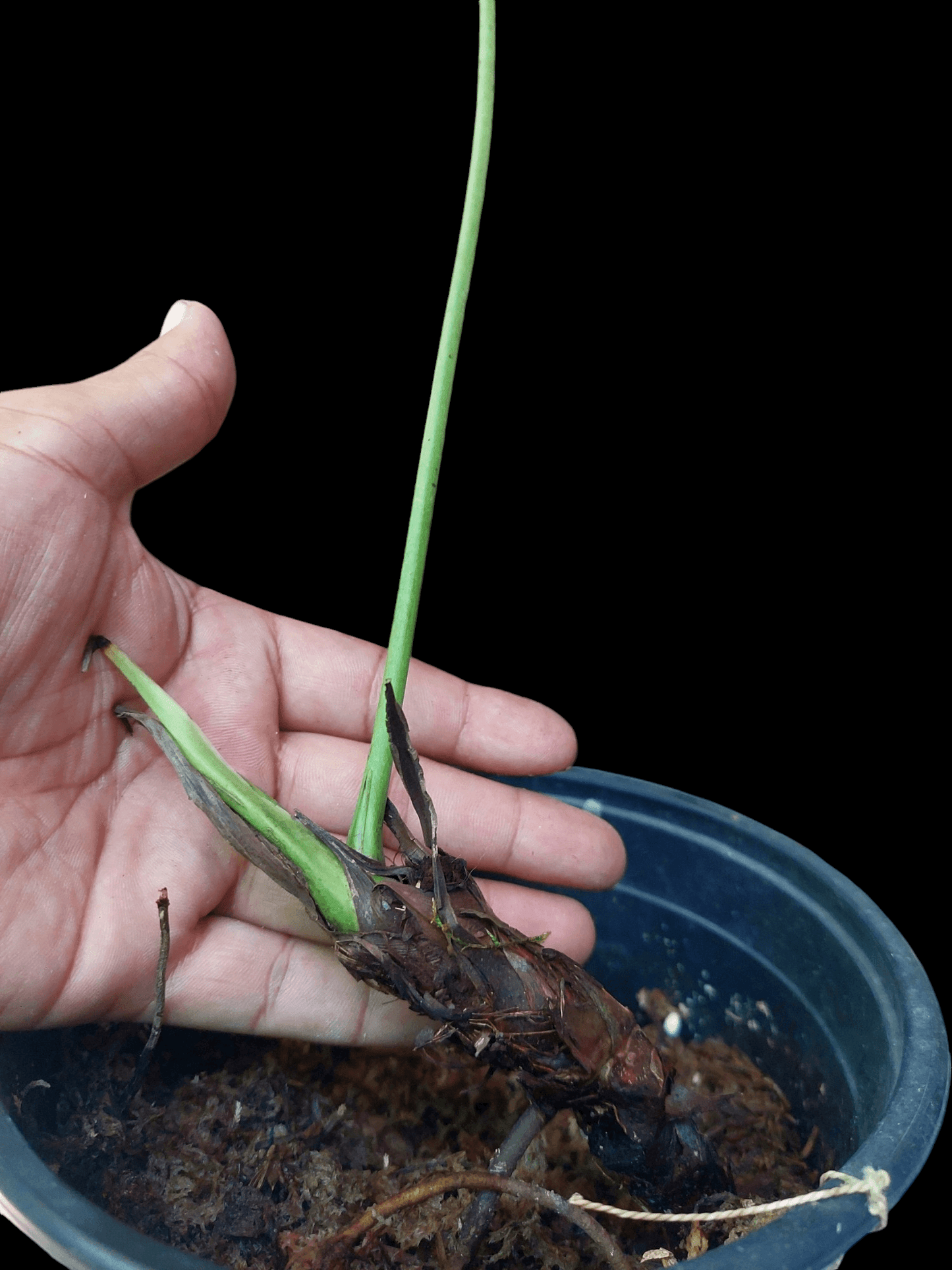 Anthurium Josei Narrow form BIG PLANT (EXACT PLANT)