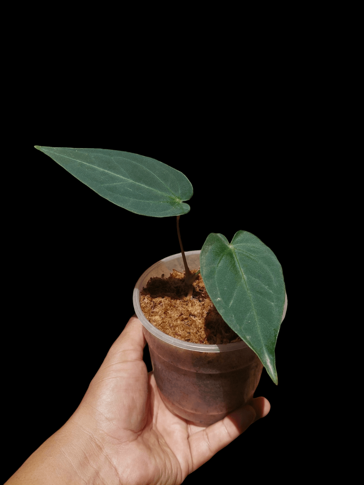 Anthurium sp. "Tarapoto Velvet" Small Size Wild Ecotype 2 Leaves (EXACT PLANT)