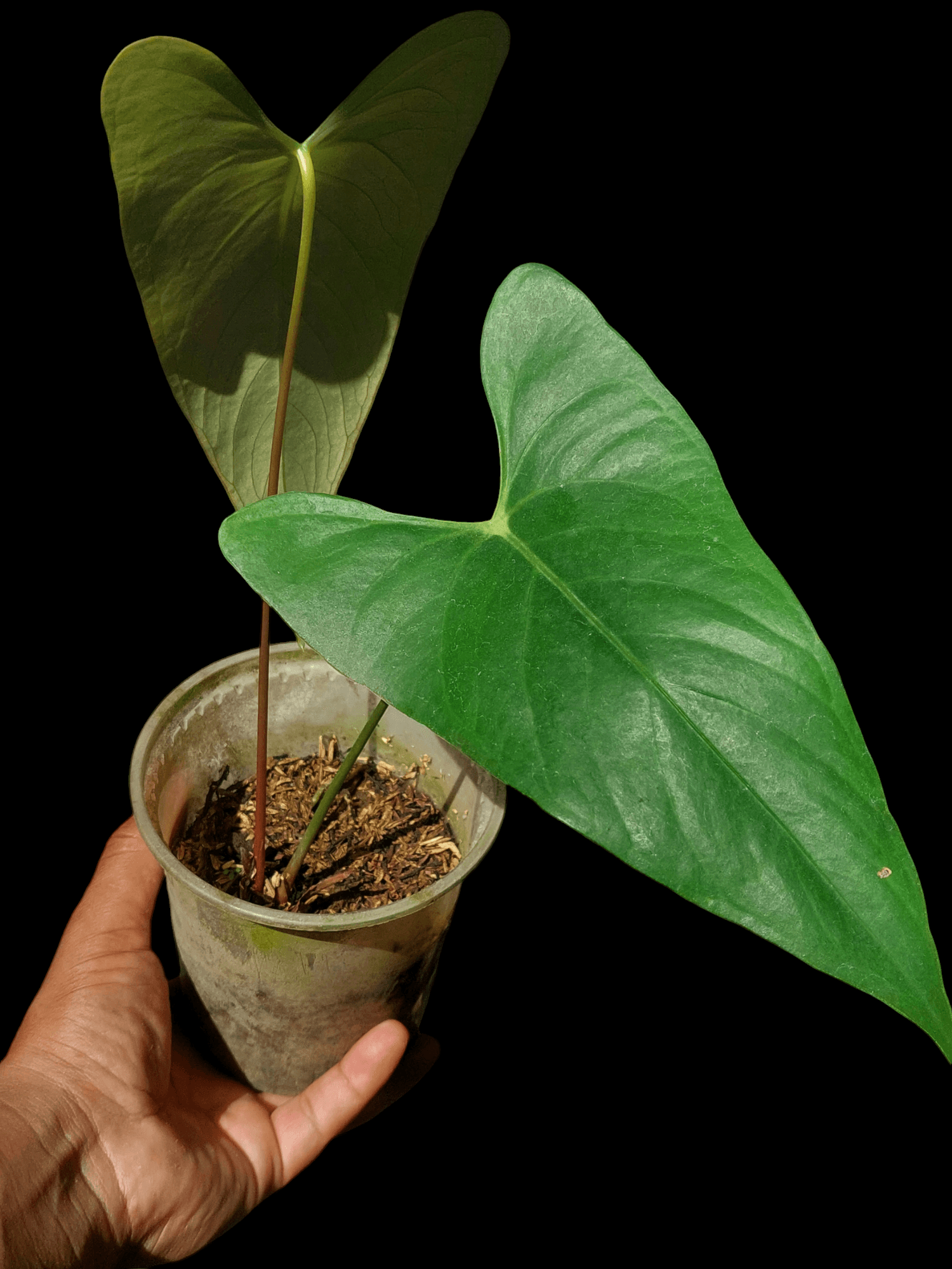 anthurium native Anthurium sp. 'Shapaja' Native to Peru (EXACT PLANT)