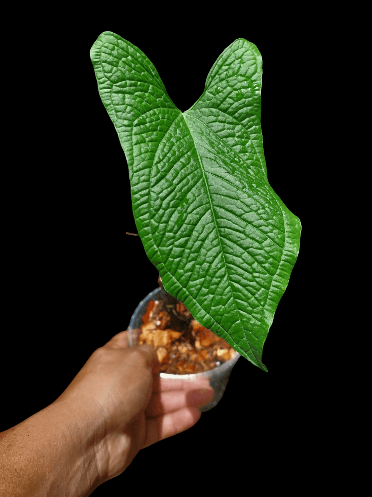 Anthurium Puberulum (Croat & Lingán) Native to Peru