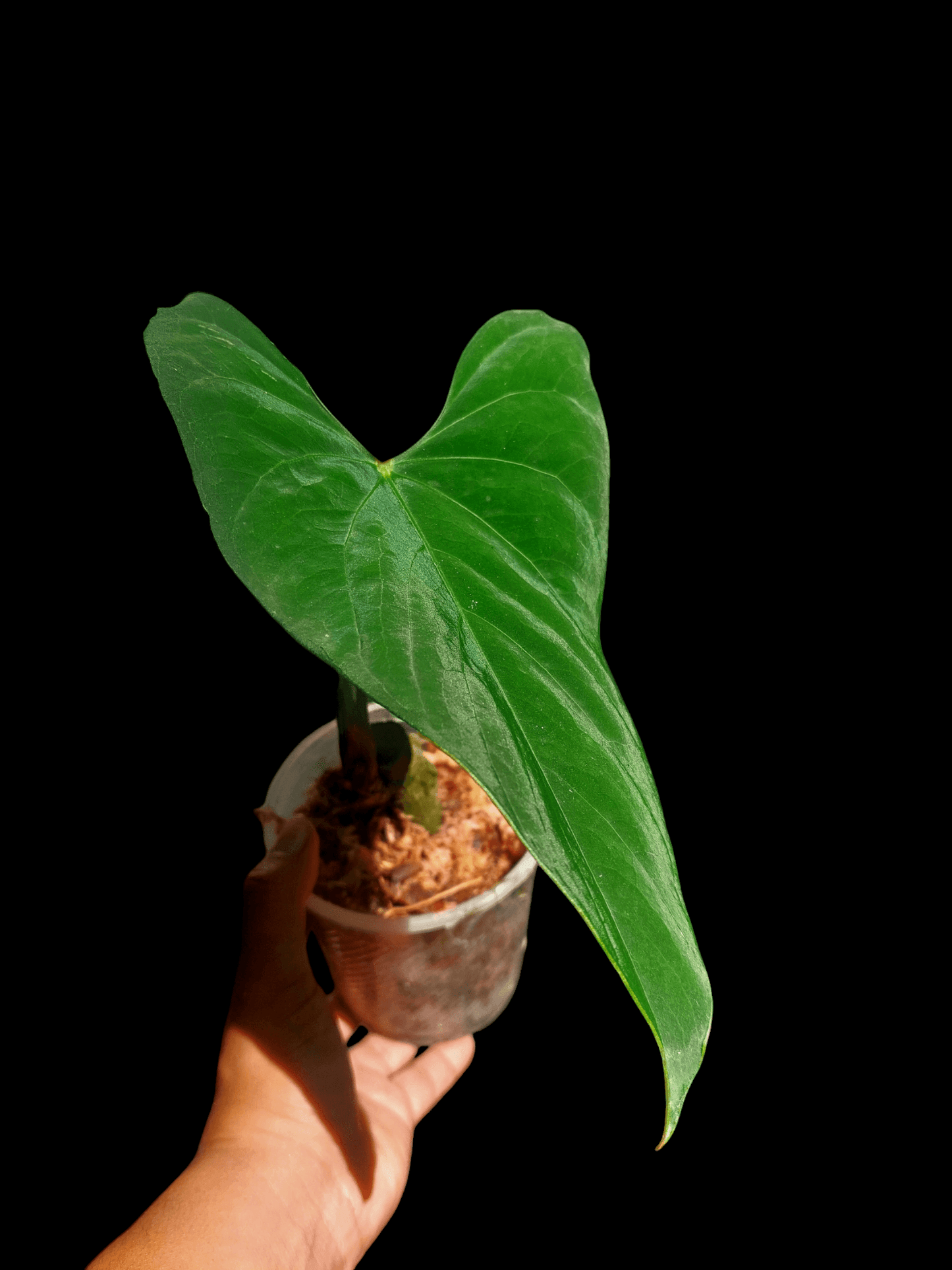 Anthurium sp. 'Huanuco Velvet' Small Size (EXACT PLANT)