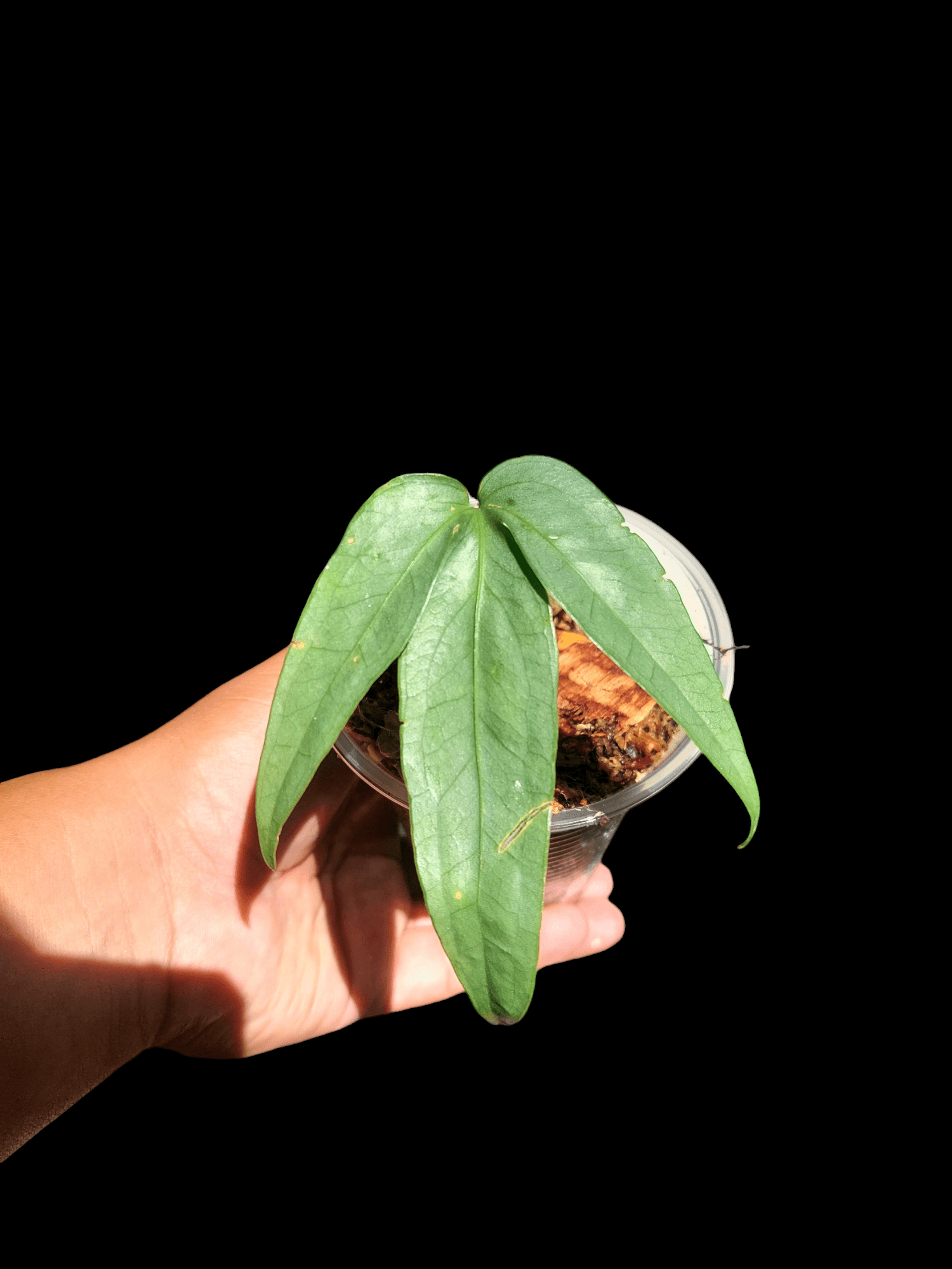 anthurium fingers plant Anthurium sp. "Silver Fingers" 1 Leaf Wild Ecotype (EXACT PLANT) – Amazon Plants Peru