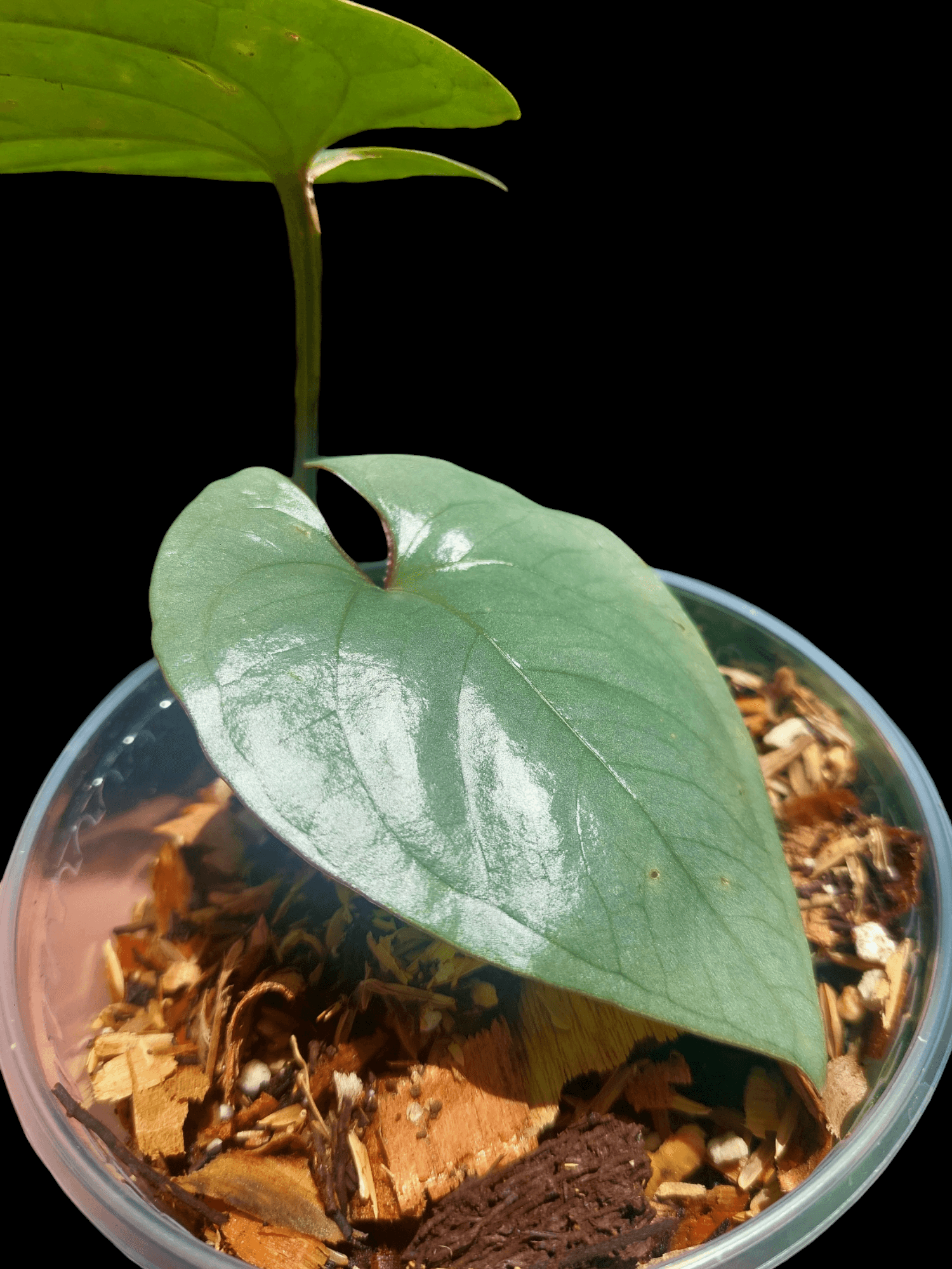 anthurium sp silver peru Anthurium sp. Silver Peru Wild Ecotype 2 Leaves (EXACT PLANT)