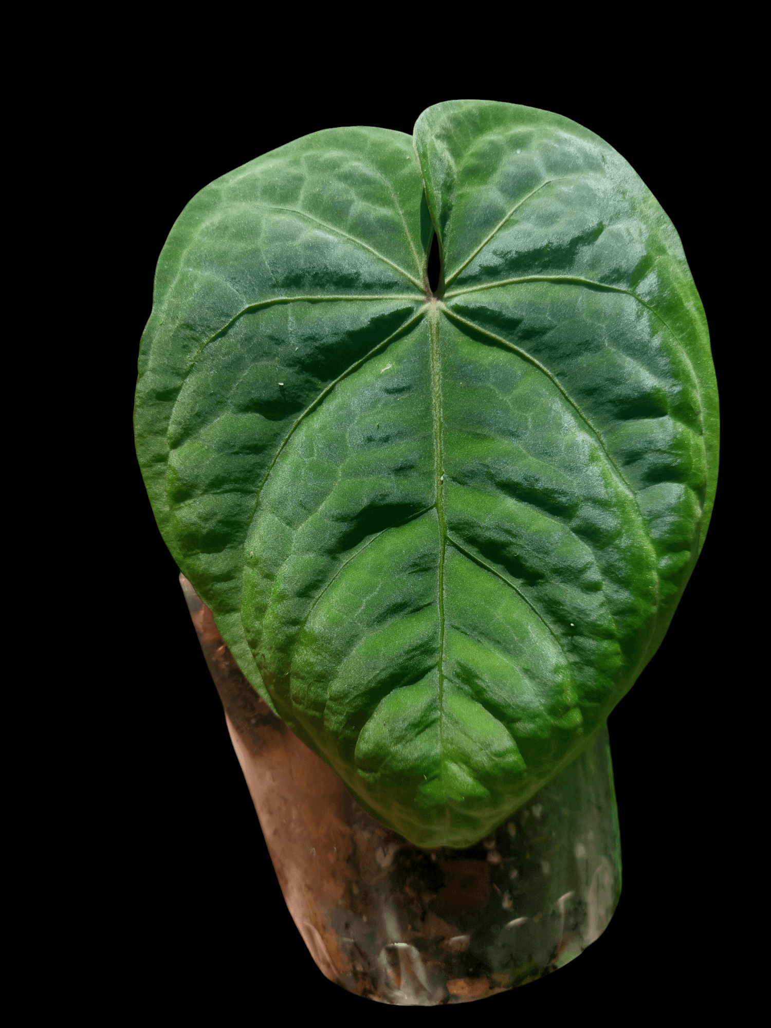 anthurium dressleri plant Anthurium Dressleri 'Colon' Wild Ecotype Large Size (EXACT PLANT)