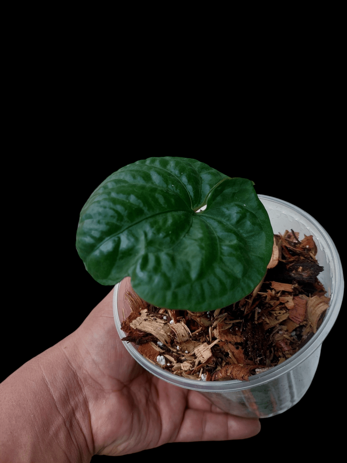 2X Anthurium Dressleri 'Bocas del Toro' and "Rio Guanche" Wild Ecotype (EXACT PLANT)