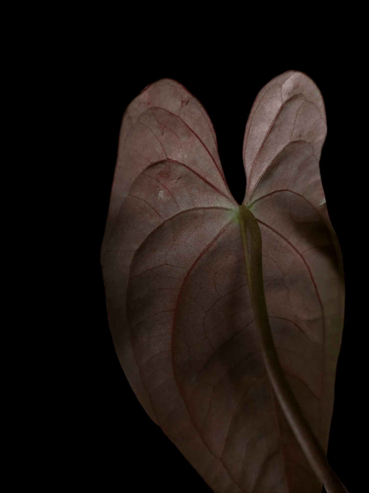 Anthurium Papillilaminum 'Portobelo' with 4 Leaves Wild Ecotype (EXACT PLANT)