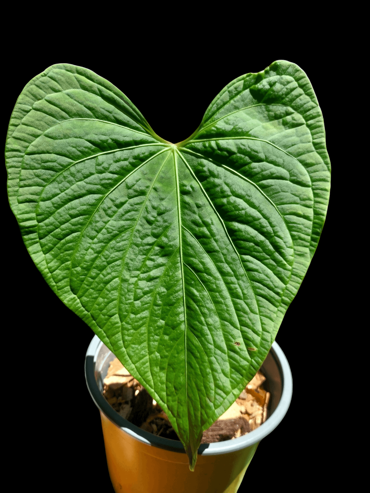 anthurium velvet shadow Anthurium sp. 'Huanucense Velvet' Wild Ecotype BIG PLANT (EXACT PLANT) – Amazon Plants Peru