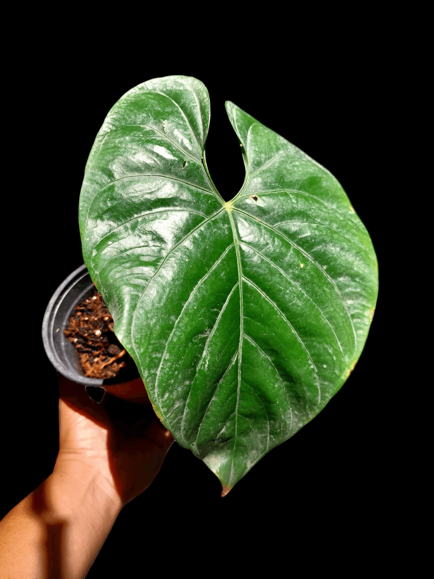 anthurium silver peru Anthurium sp Silver Peru #2241