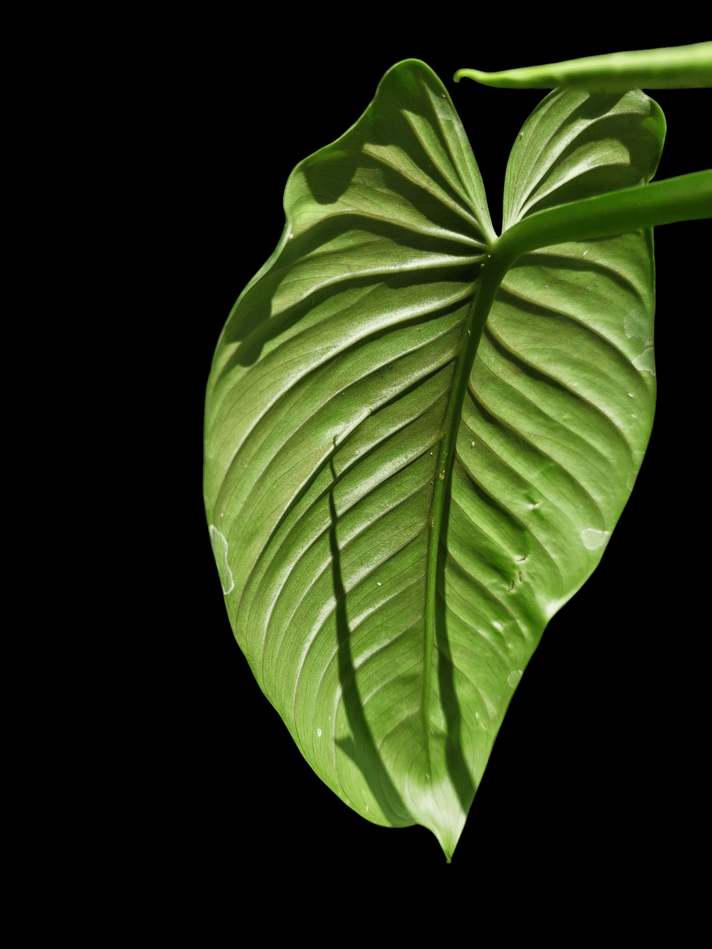 Philodendron sp. 'San Martin' Peru Wild Ecotype (EXACT PLANT)