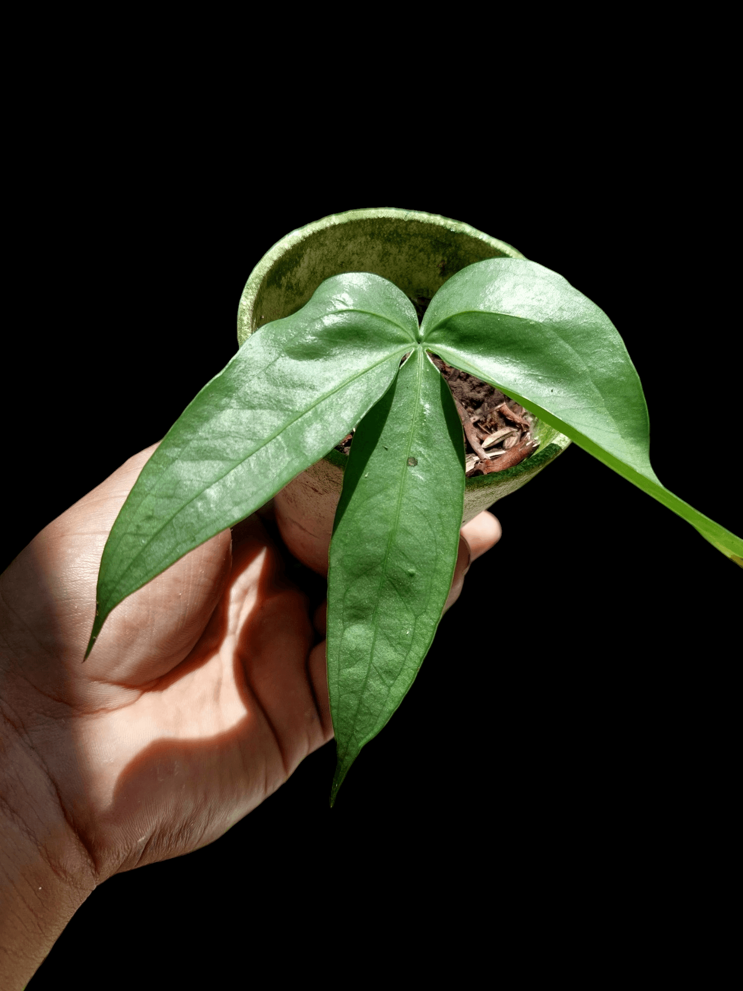 anthurium sp silver peru Anthurium sp. "Silver Fingers" Wild Ecotype (EXACT PLANT)